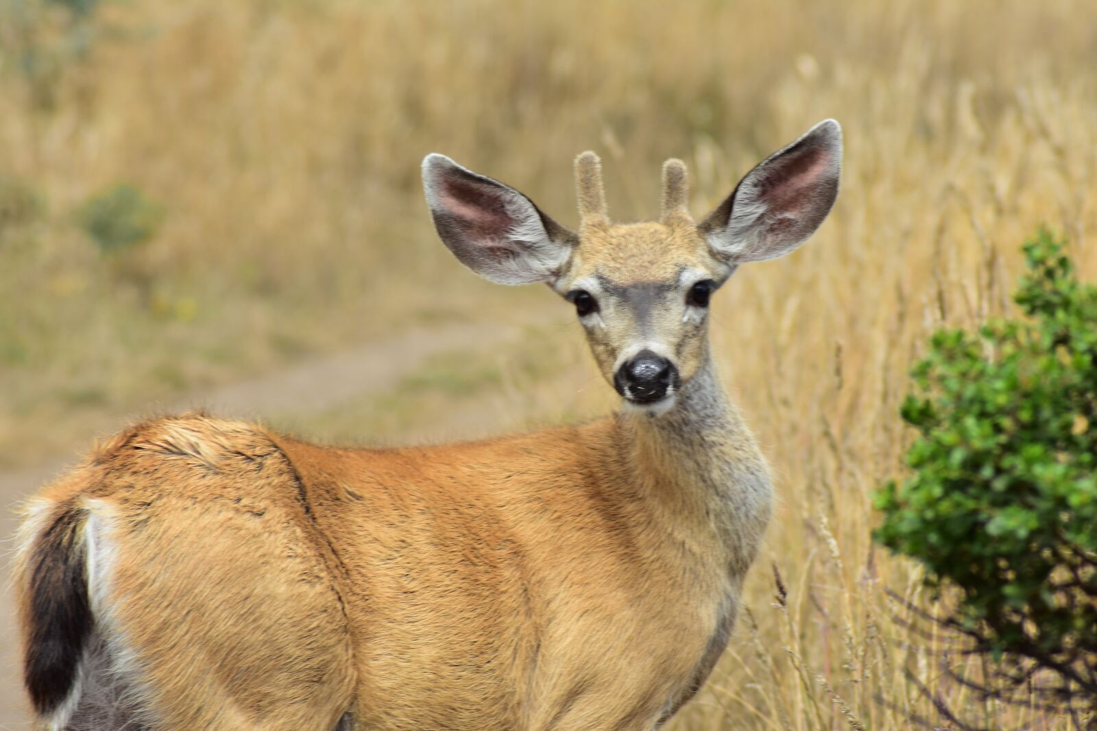 Nikon D3400 sample photo. Deer, buck, animal photography