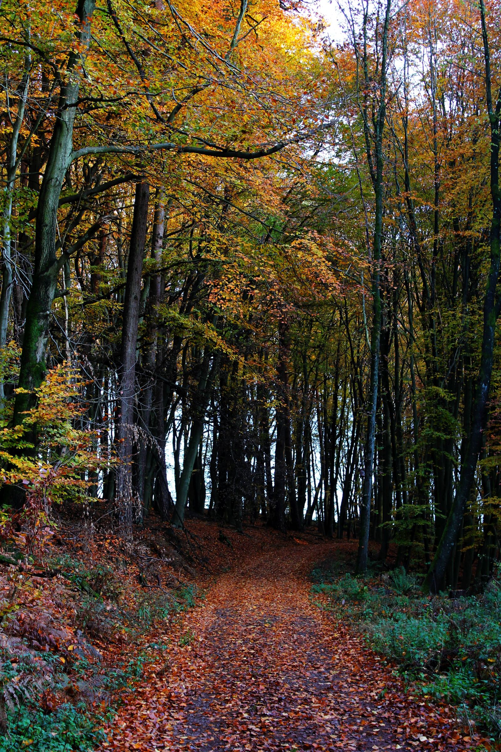 Canon EOS 1100D (EOS Rebel T3 / EOS Kiss X50) sample photo. Forest, autumn, trees photography