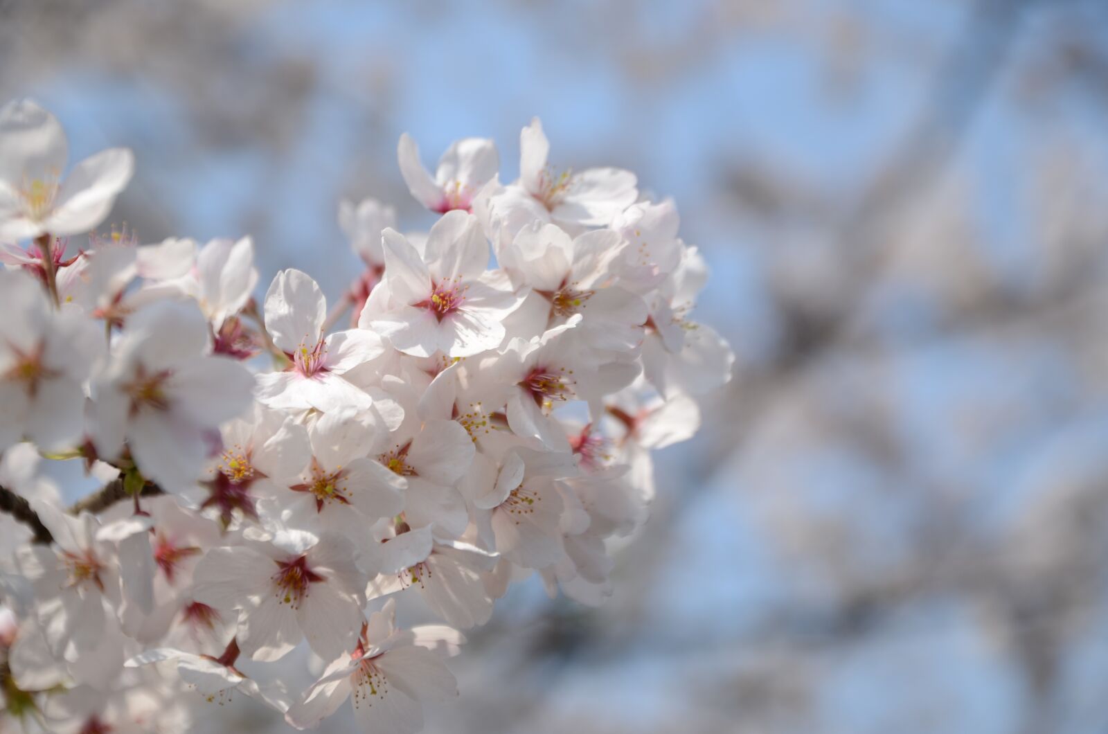 Nikon D7000 sample photo. Cherry blossom, flower, white photography