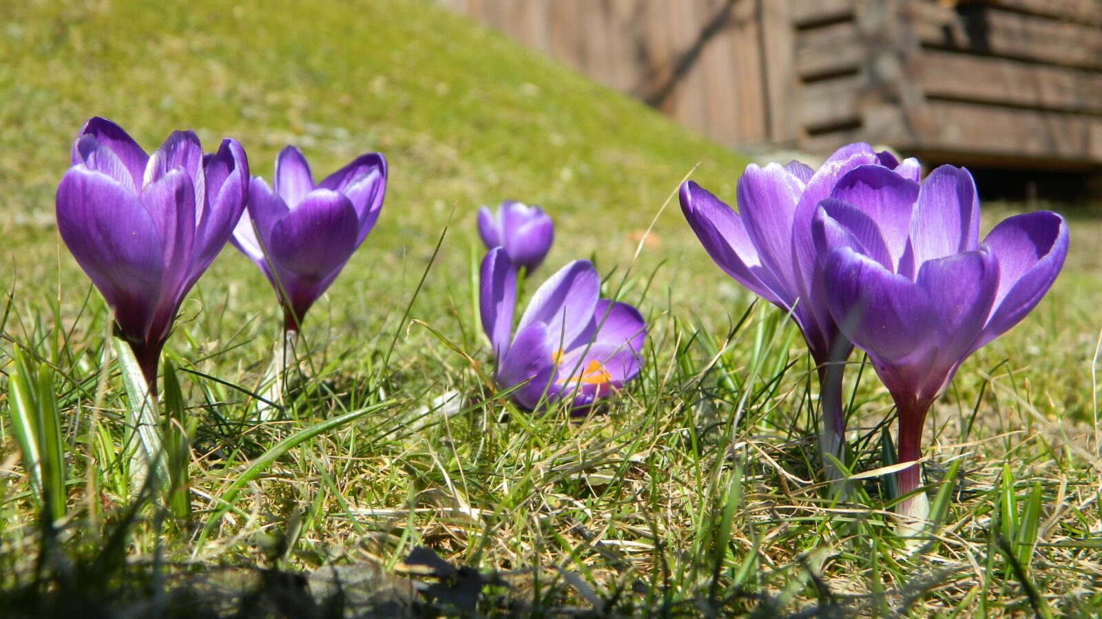 Nikon Coolpix L120 sample photo. Crocus, purple, flower photography
