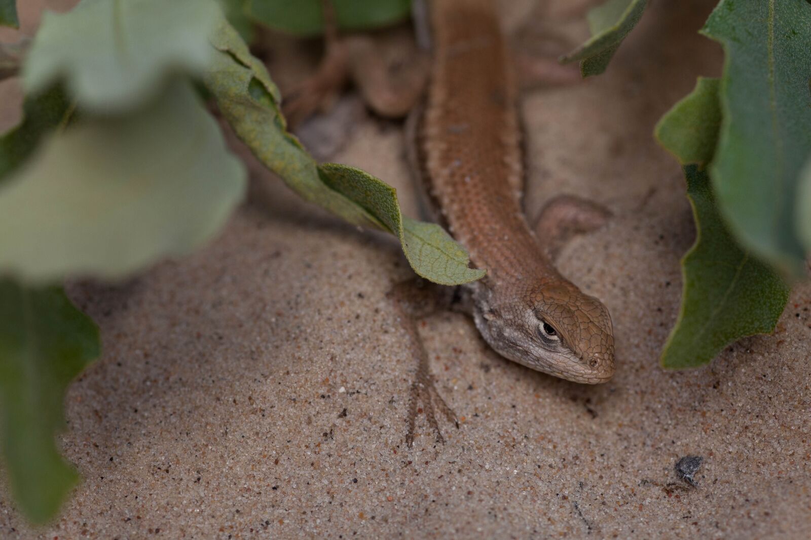 Canon EOS 5D Mark II sample photo. Animal, dunes, sagebrush, lizard photography