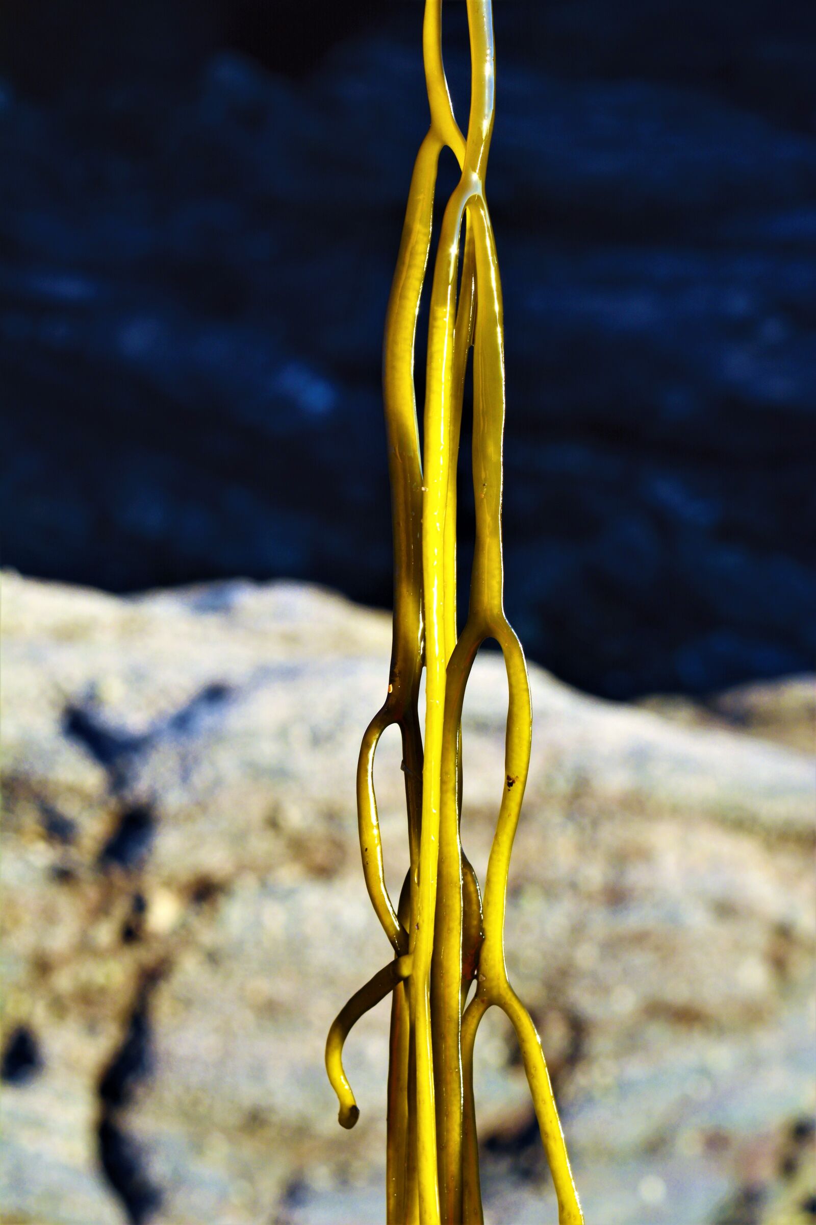 Nikon D5200 sample photo. Seaweed, beach, sand photography