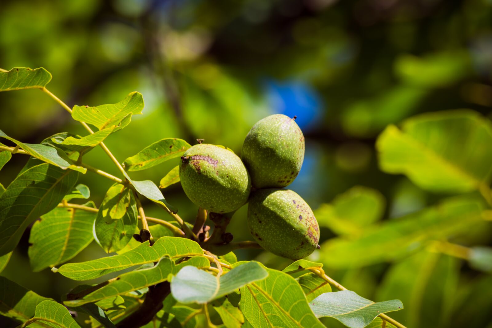 Nikon D5200 sample photo. Walnut, tree, green photography