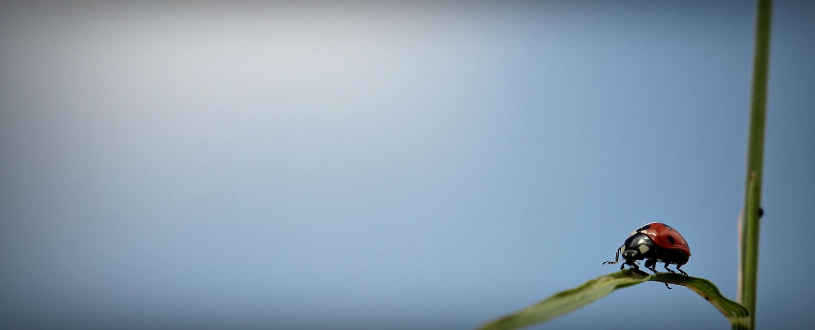 Canon EOS 550D (EOS Rebel T2i / EOS Kiss X4) sample photo. Ladybug, ear, sky photography