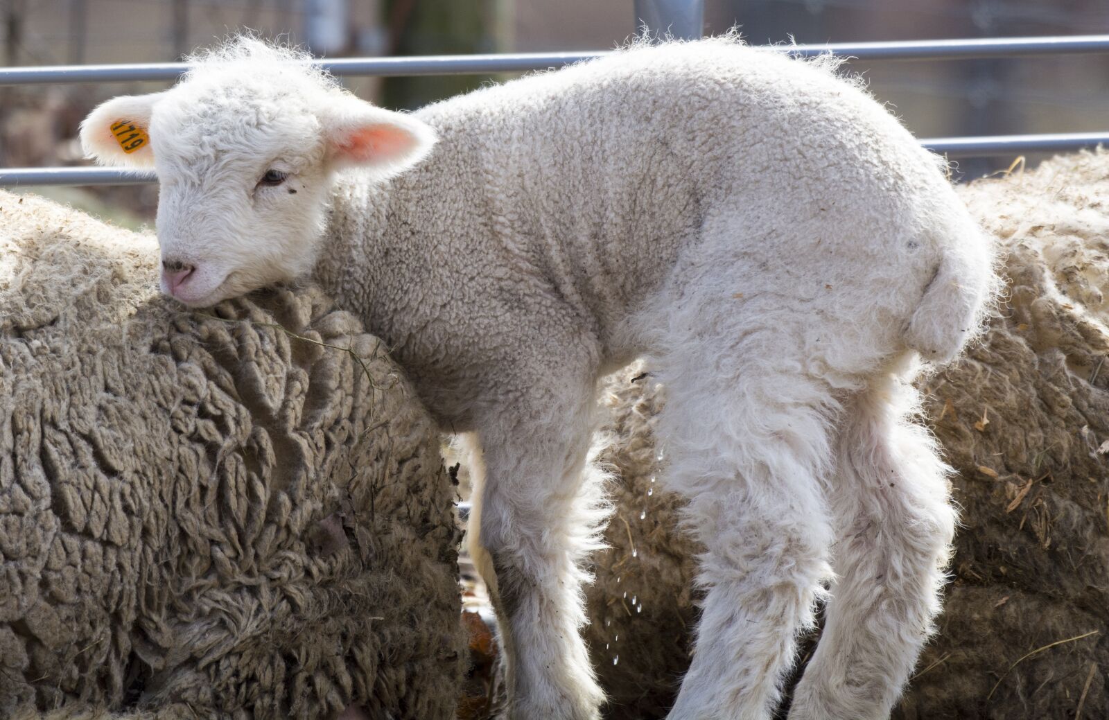 Nikon D5200 sample photo. Baby, sheep, farm photography