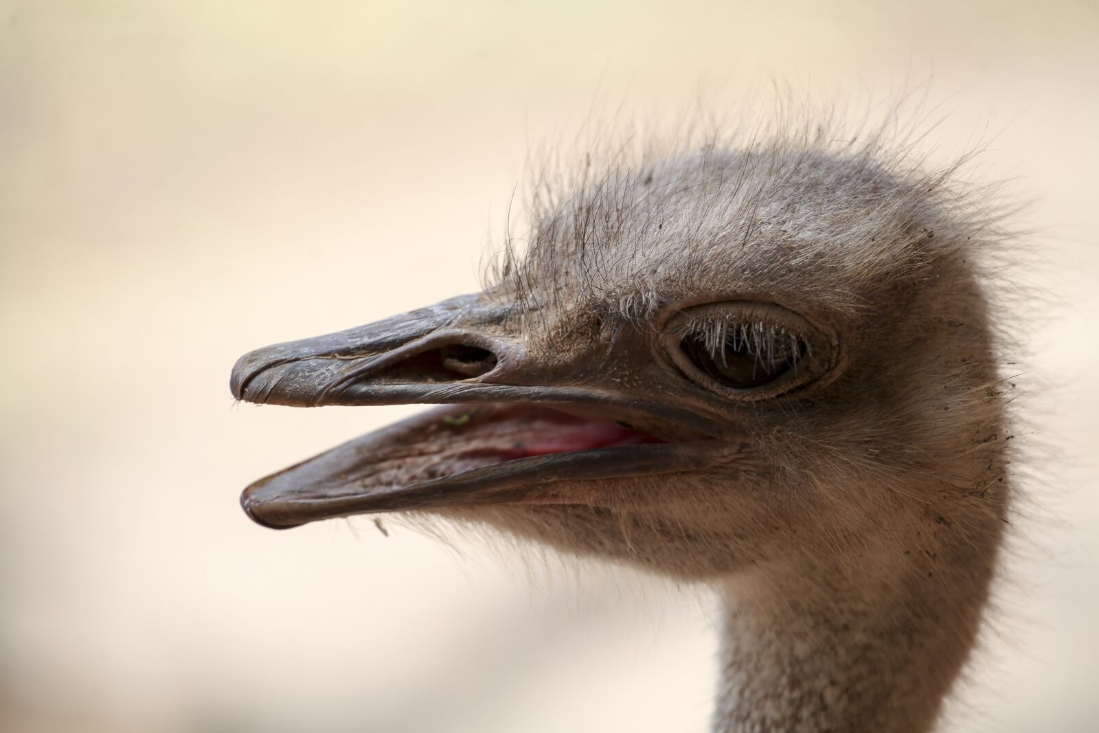 Canon EOS 5D Mark II sample photo. Bouquet, africa, flightless bird photography