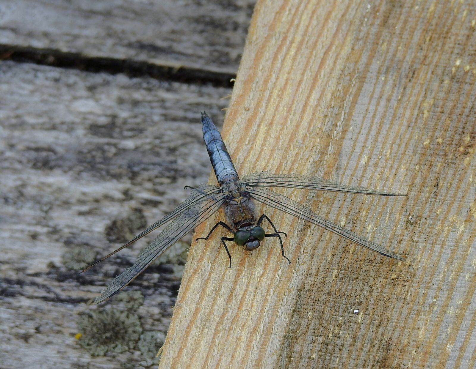 Nikon Coolpix P900 sample photo. Ważka, nature, insect photography