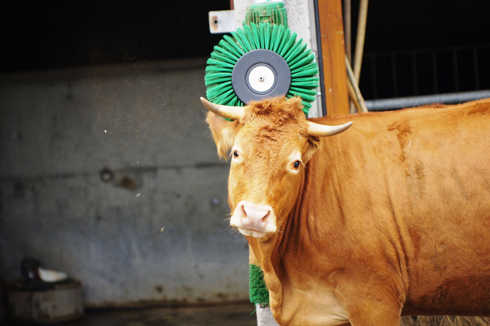 Pentax K-3 sample photo. Cow, massage, farm photography