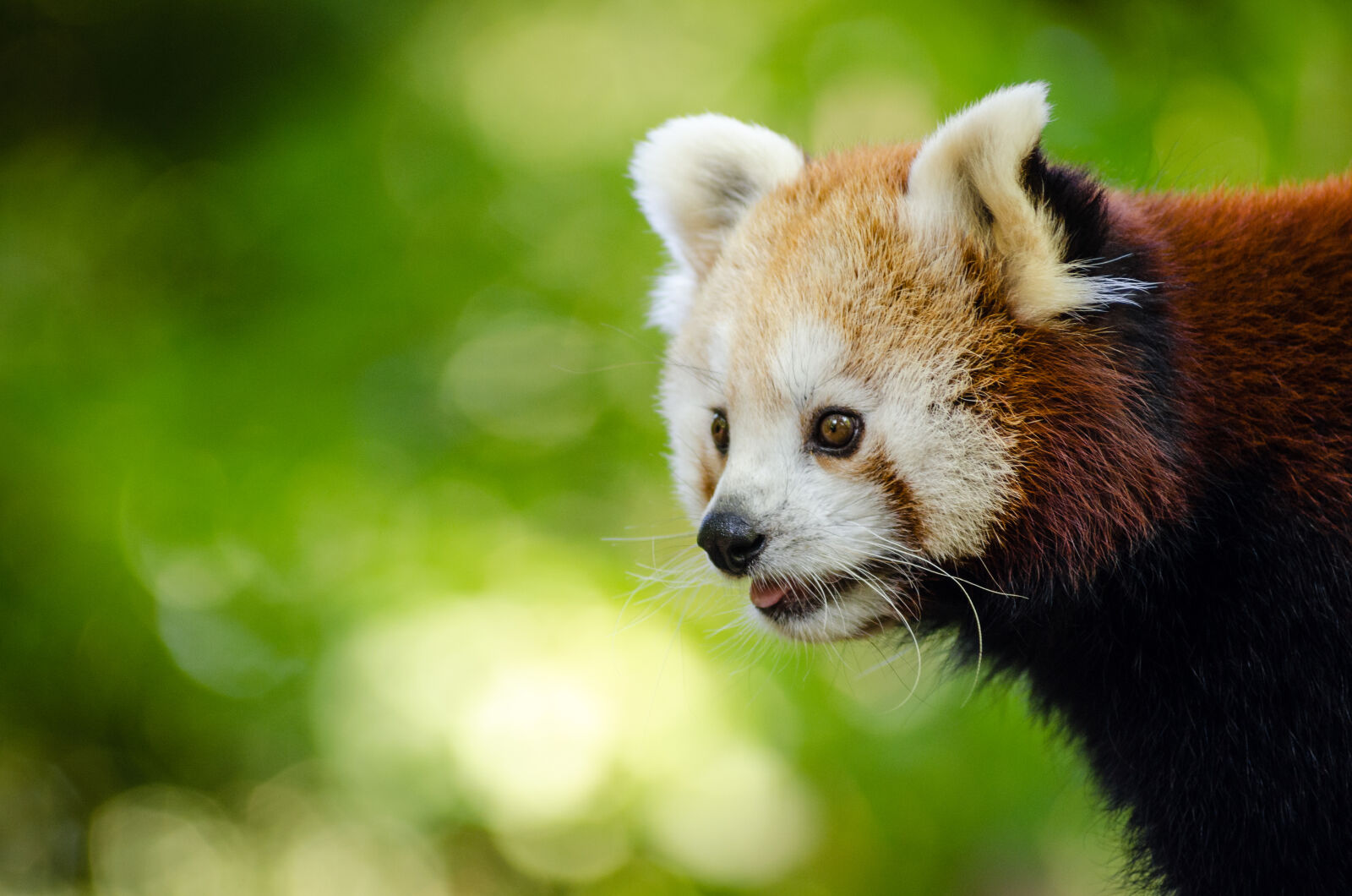 AF Zoom-Nikkor 80-200mm f/2.8 ED sample photo