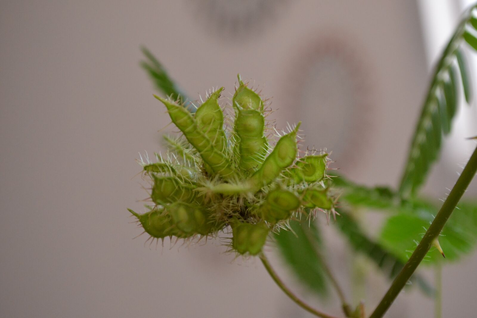 Nikon D3100 sample photo. Nature, macro, green photography