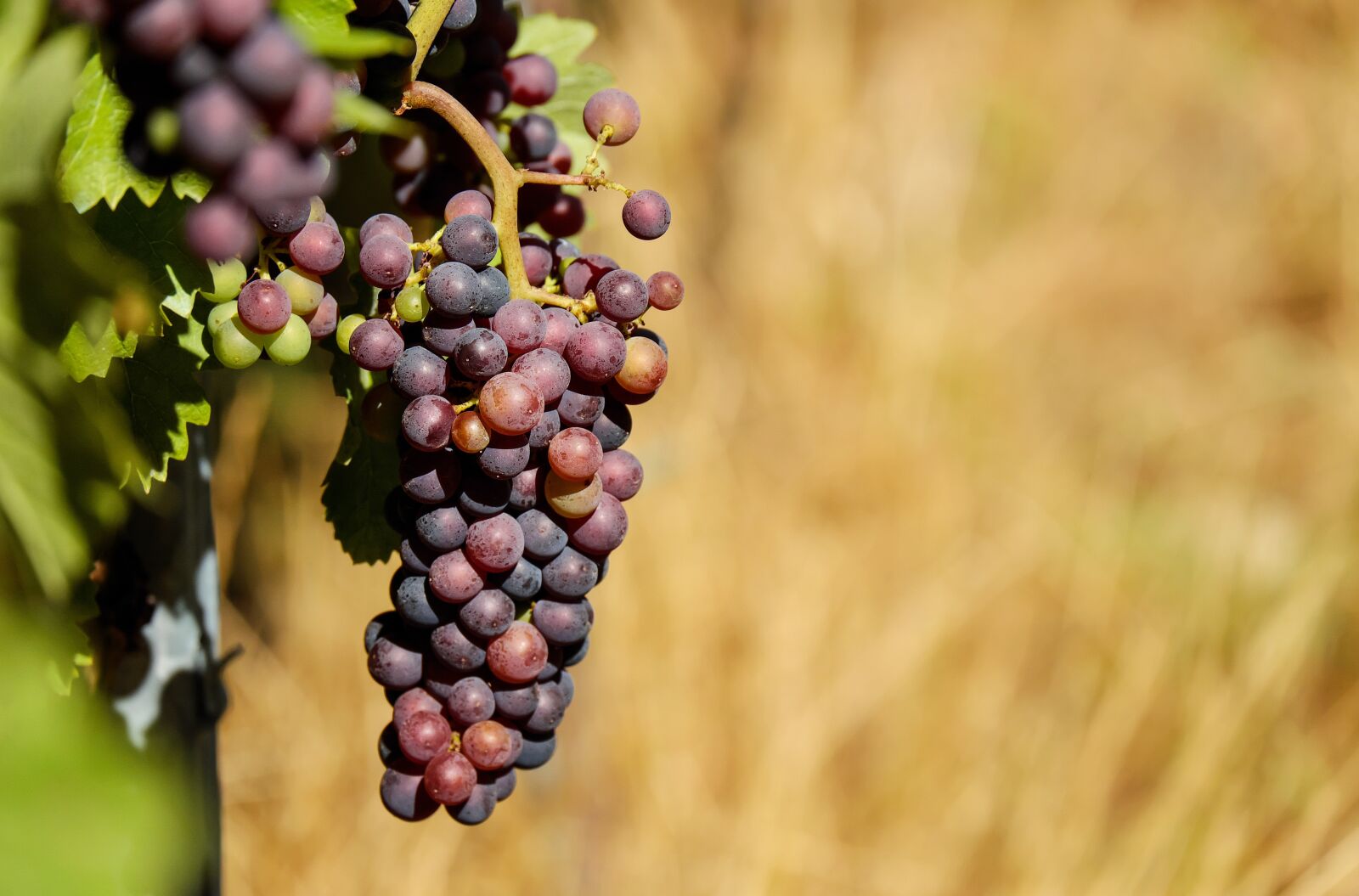 Fujifilm X-T10 + Fujifilm XC 50-230mm F4.5-6.7 OIS sample photo. Grapes, fruit, fruits photography