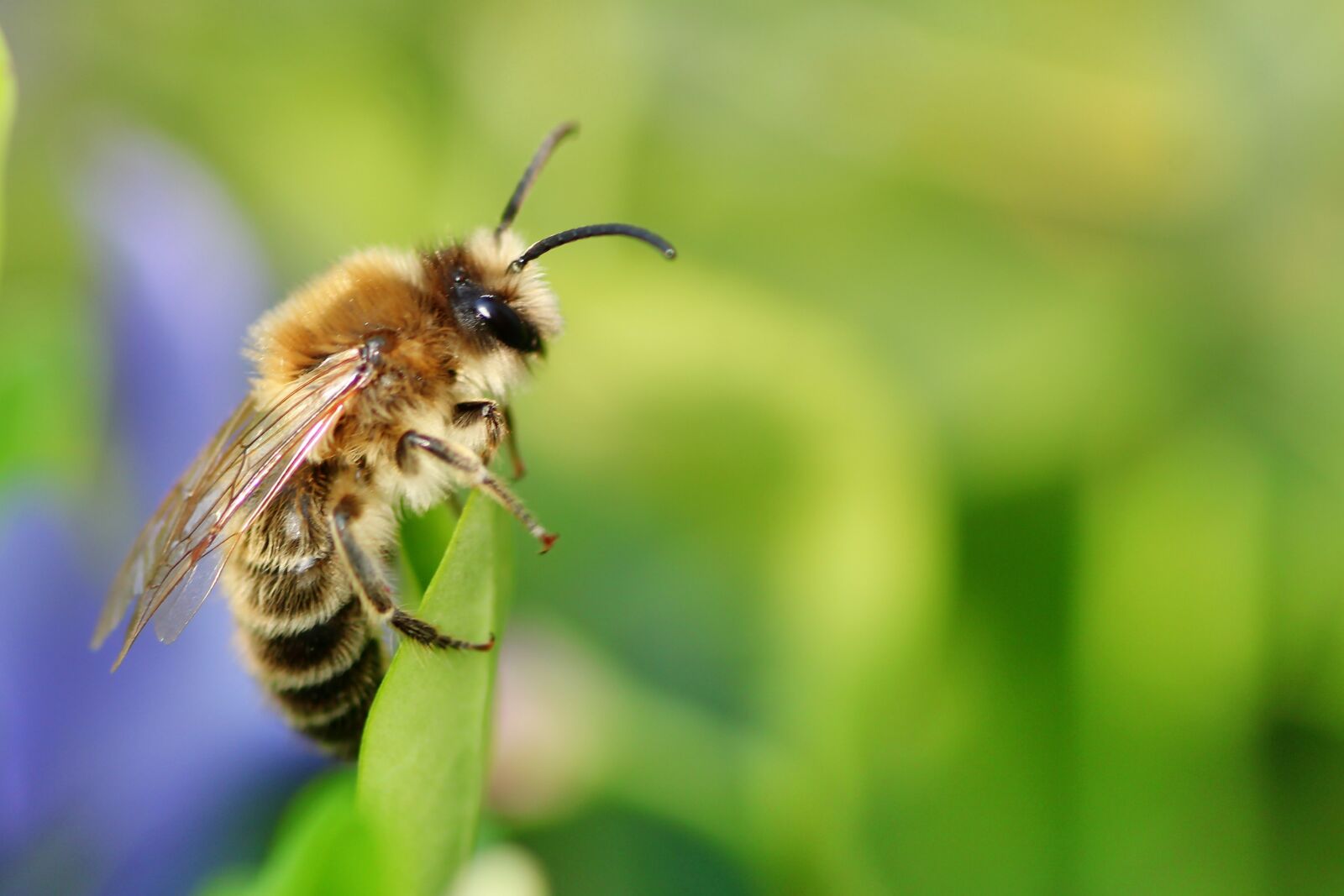 Tamron SP 90mm F2.8 Di VC USD 1:1 Macro sample photo. Bee, always, close up photography