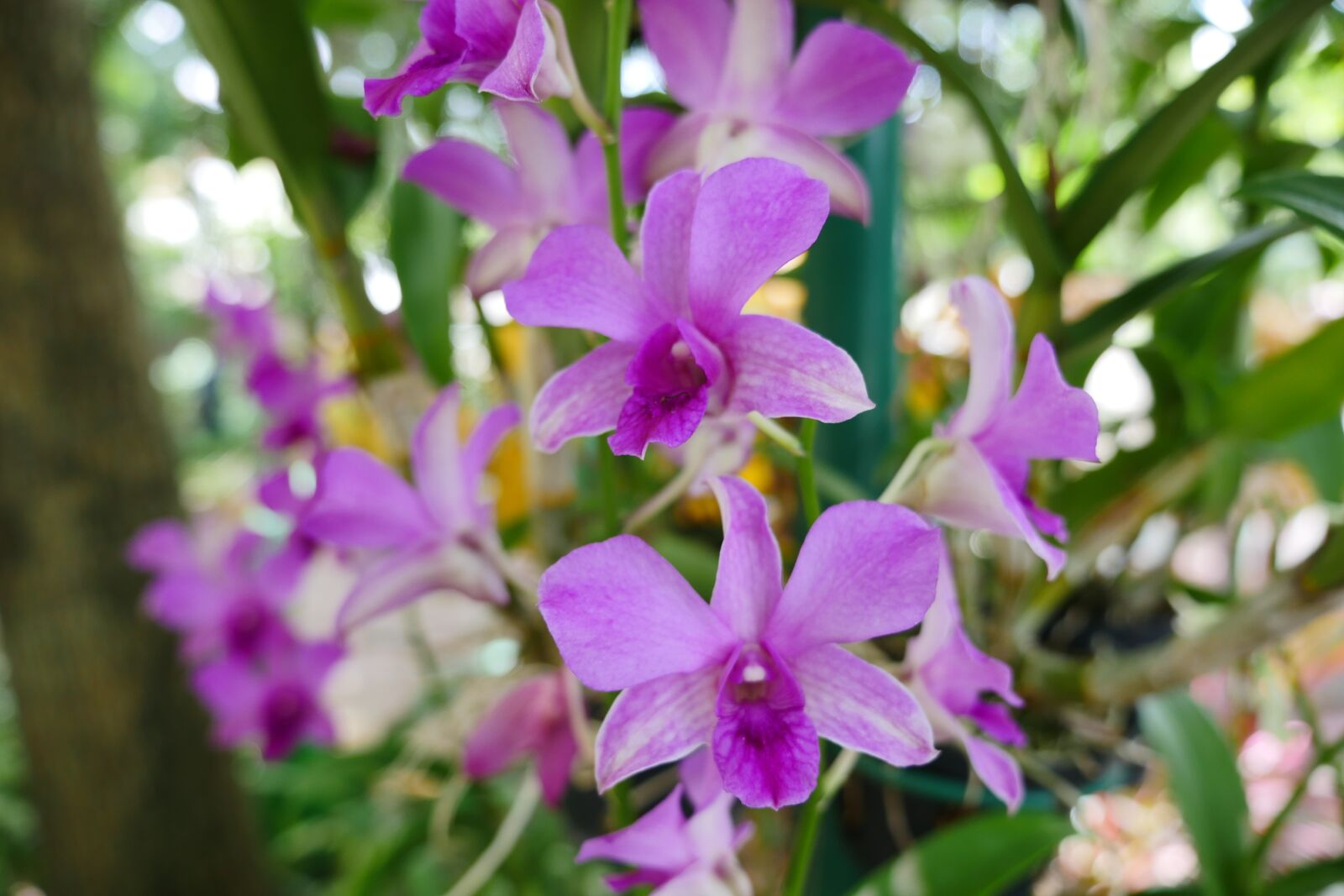 Panasonic Lumix DMC-GH4 sample photo. Flower, plant, purple flower photography
