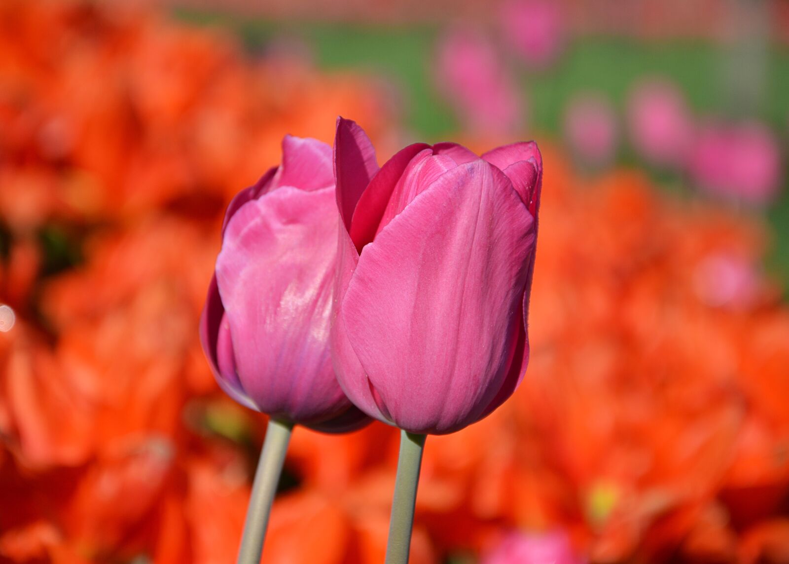 Nikon D7100 sample photo. Tulips, red, macro photography