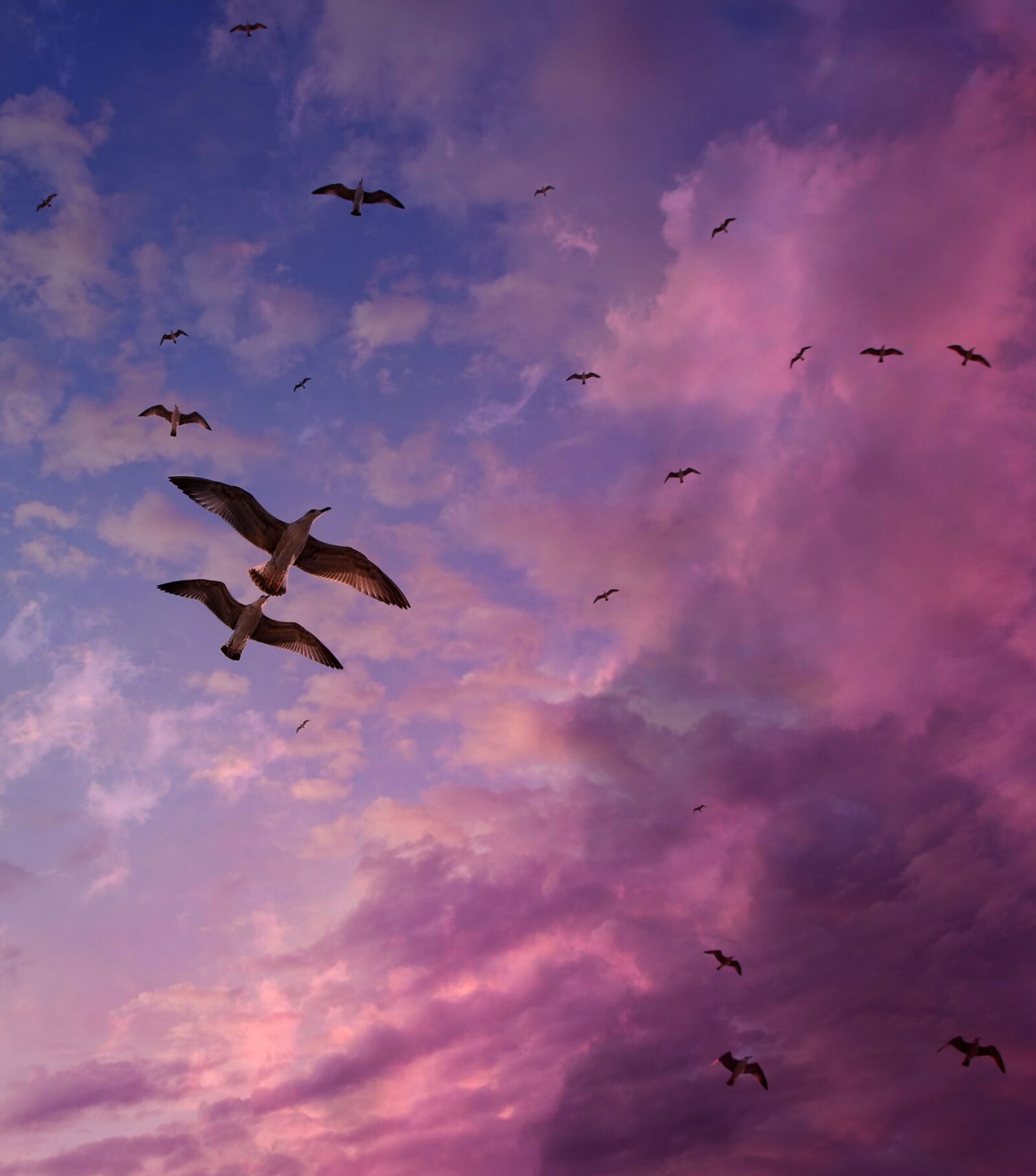 Canon EOS 700D (EOS Rebel T5i / EOS Kiss X7i) sample photo. Seagulls, sky, flight photography
