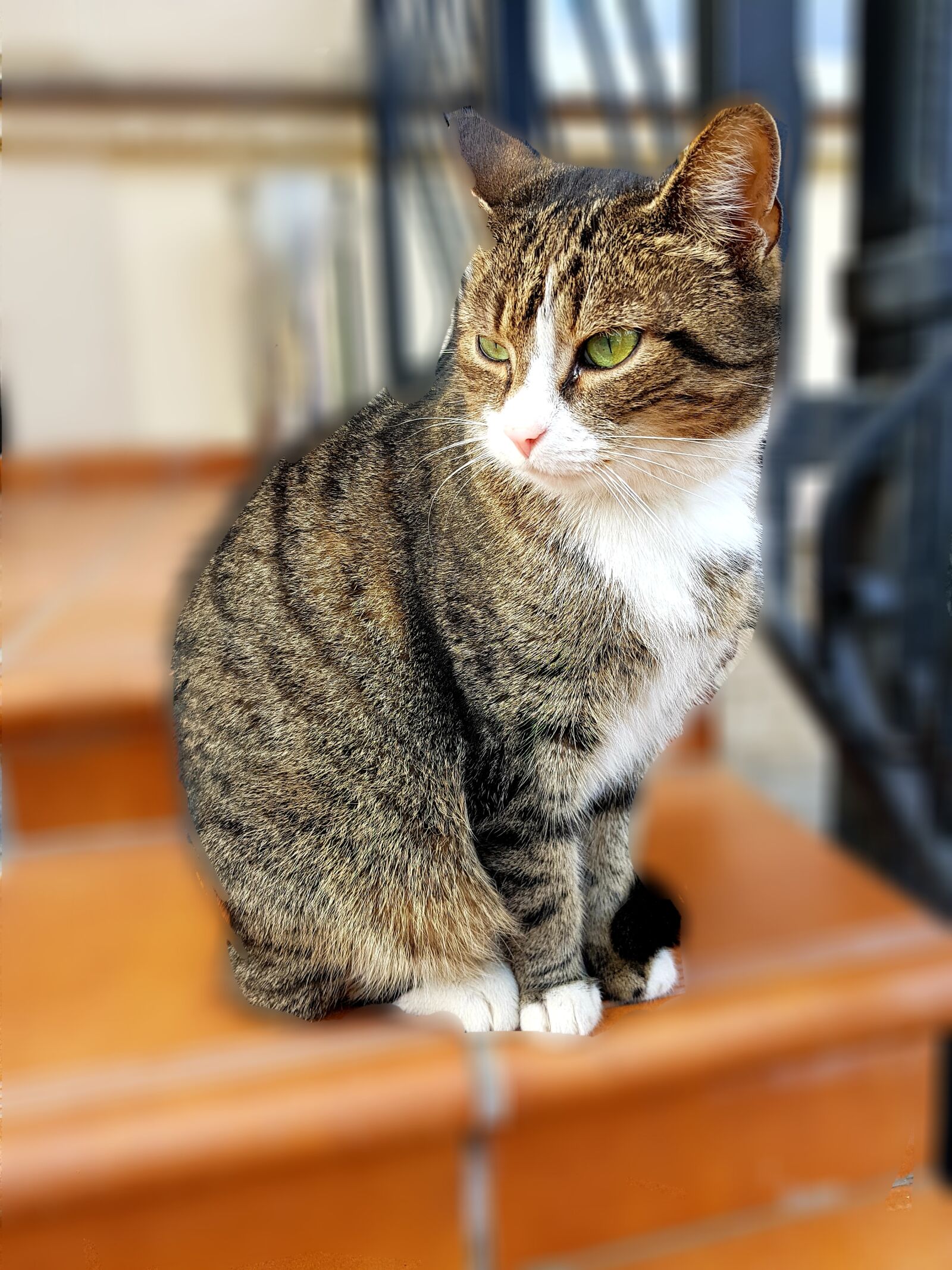 Samsung Galaxy S8 sample photo. Cat, pet, animal photography