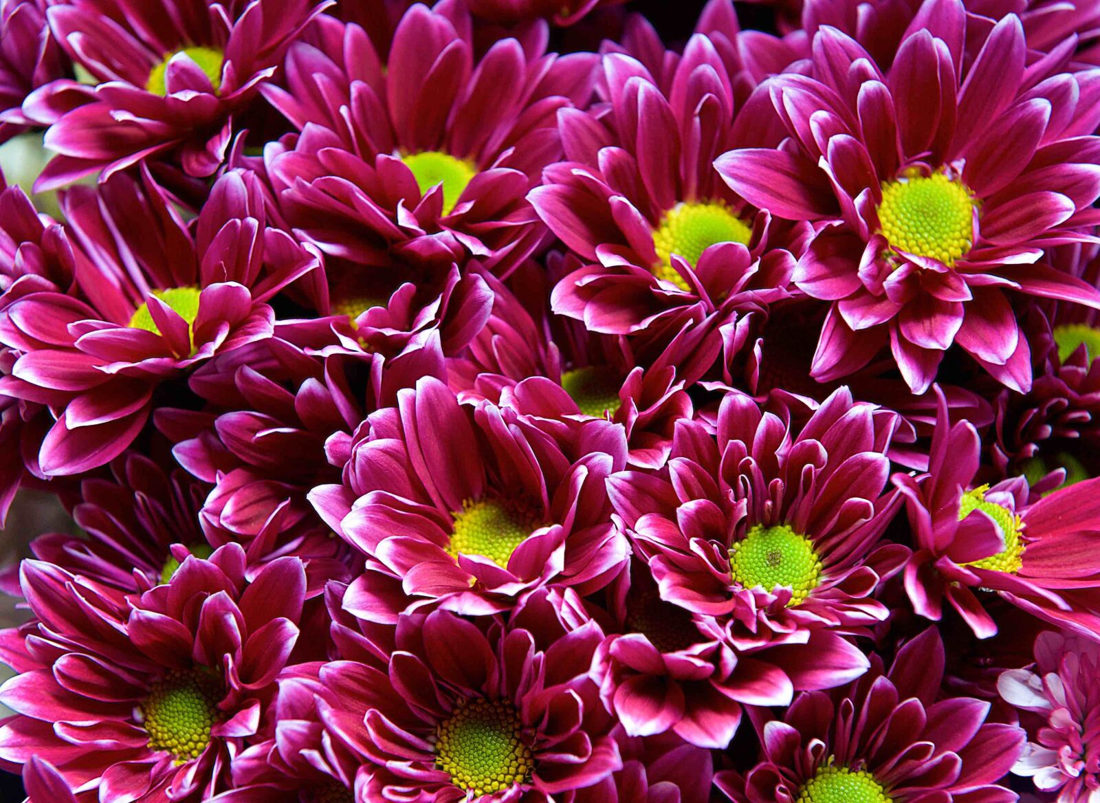 Nikon D700 sample photo. Flower, floral, nature photography