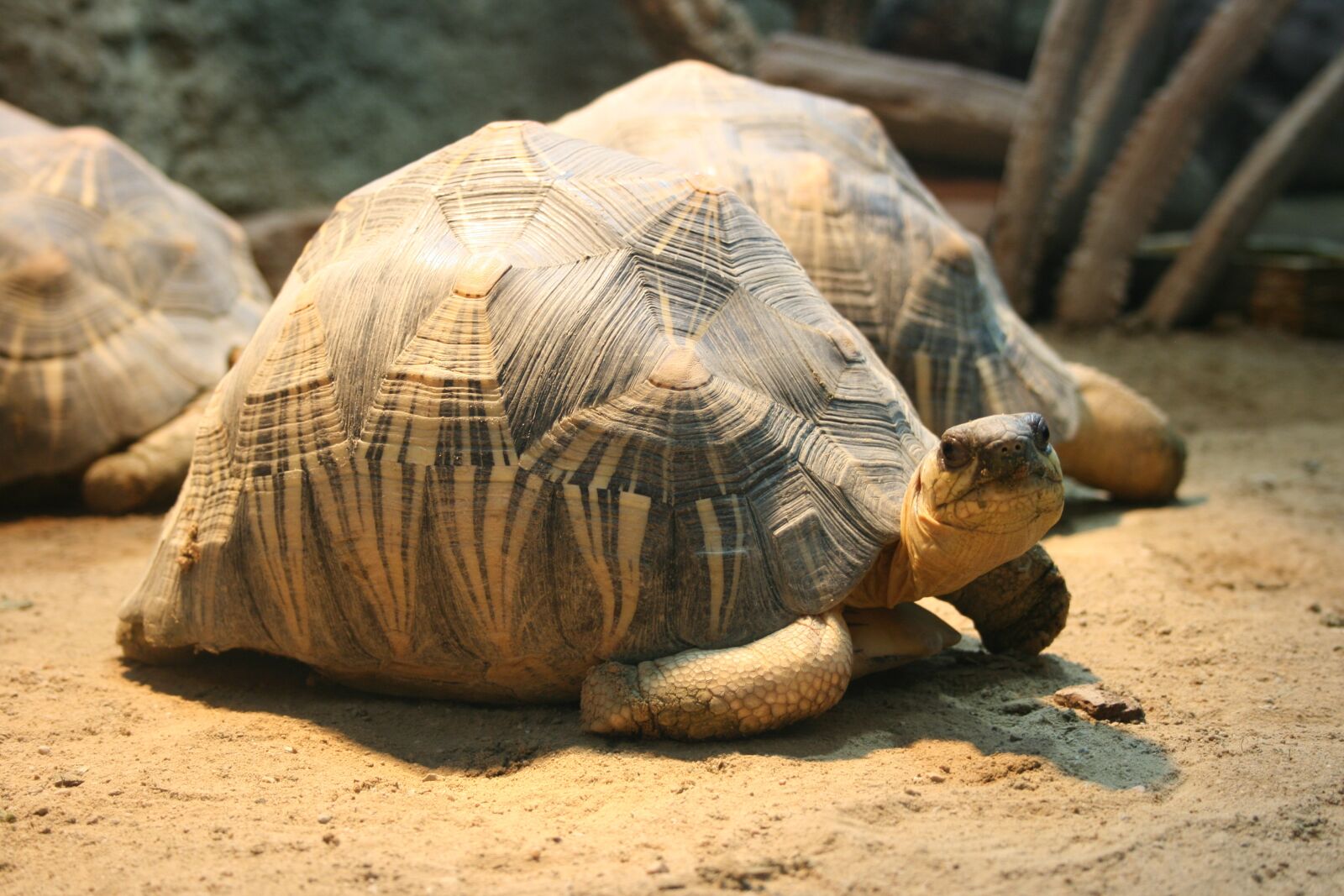 Canon EOS 400D (EOS Digital Rebel XTi / EOS Kiss Digital X) sample photo. Turtle, nature, reptile photography