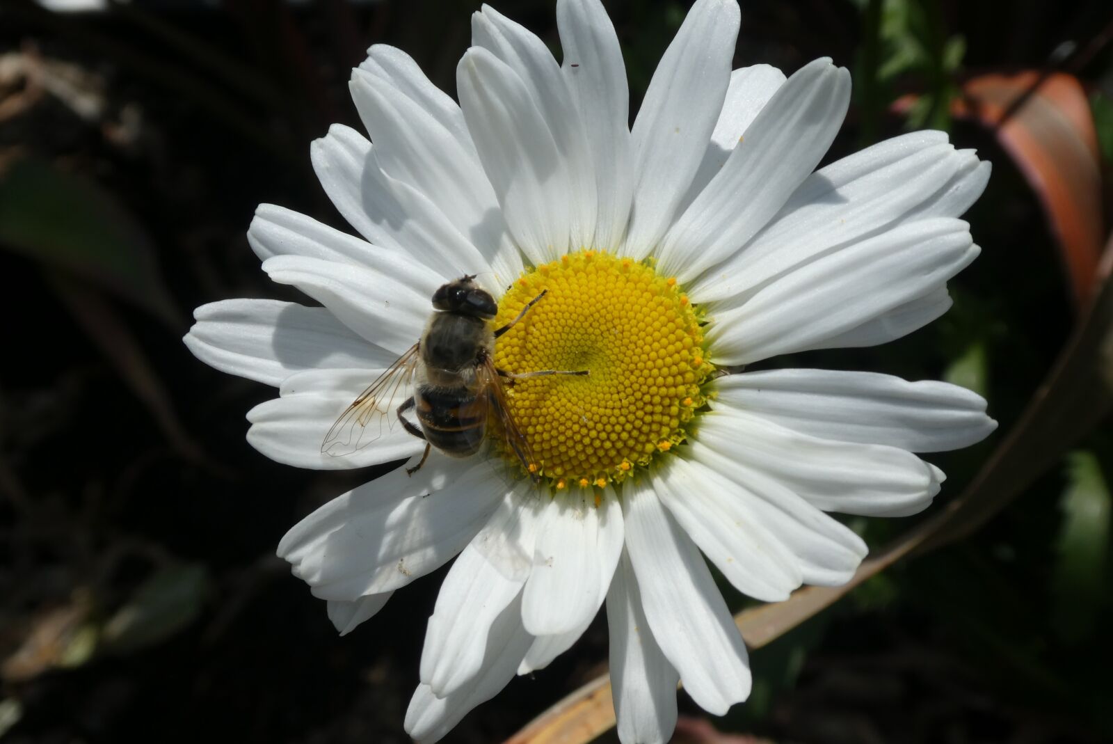 Panasonic Lumix DC-ZS70 (Lumix DC-TZ90) sample photo. Margriet, flower, bug photography
