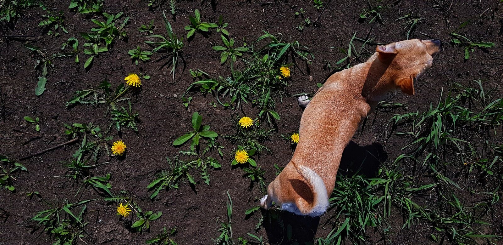 Samsung Galaxy S8+ sample photo. Dog, dandelion, land photography
