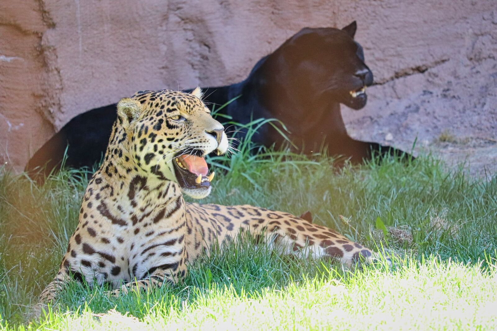 Canon EOS 200D (EOS Rebel SL2 / EOS Kiss X9) sample photo. Jaguar, panther, leopard photography