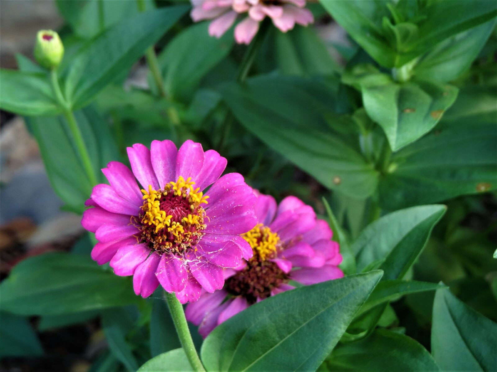 Canon PowerShot SX50 HS sample photo. Flower, pink, yellow photography