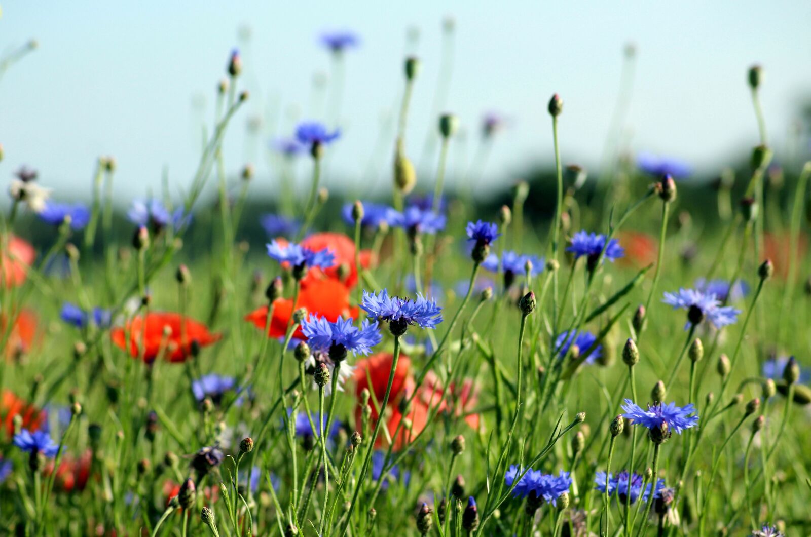Canon EOS 1200D (EOS Rebel T5 / EOS Kiss X70 / EOS Hi) sample photo. Cornflowers, poppies, green photography