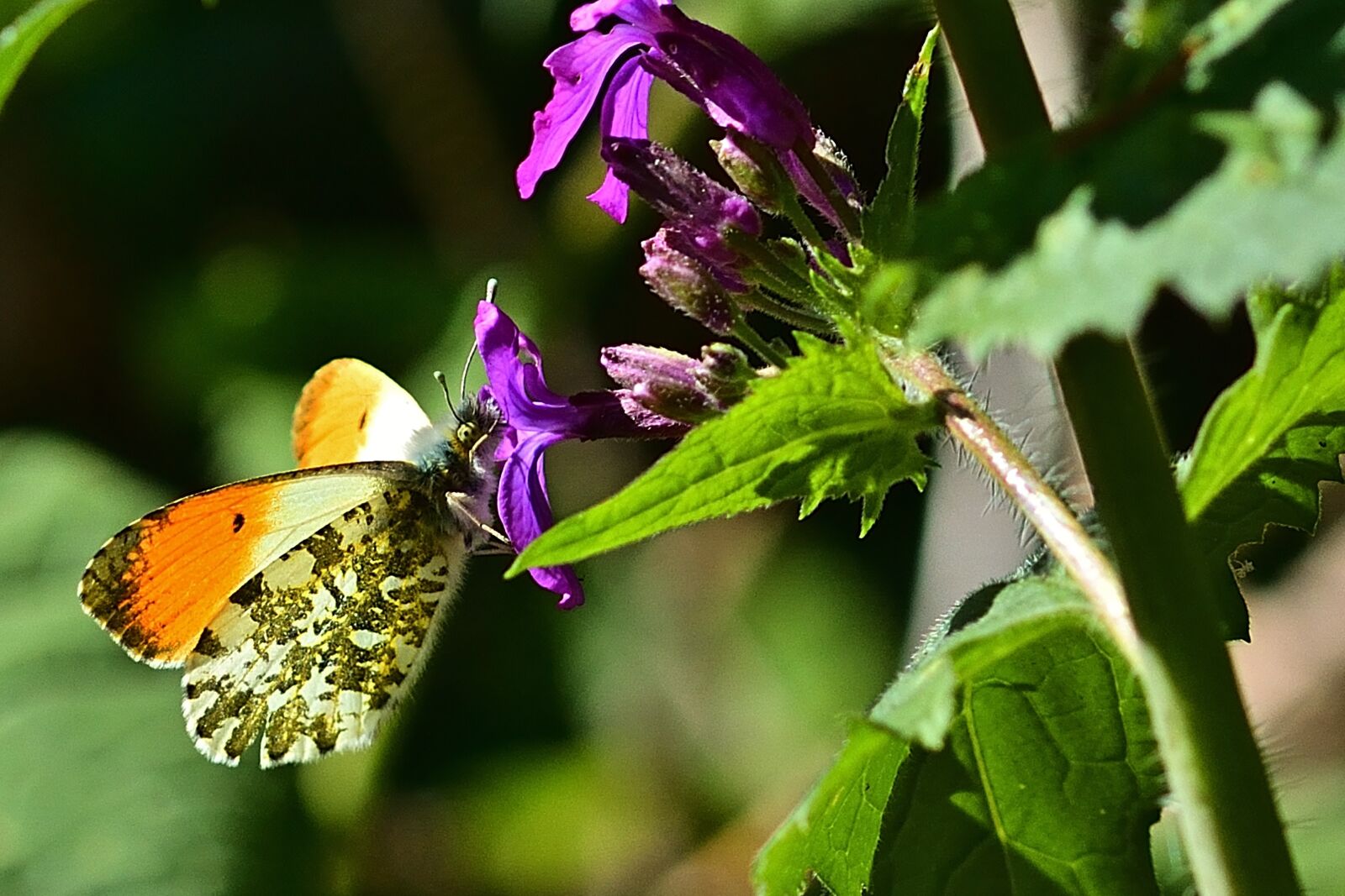 Nikon D5200 sample photo. Nature, aurora butterfly, forest photography