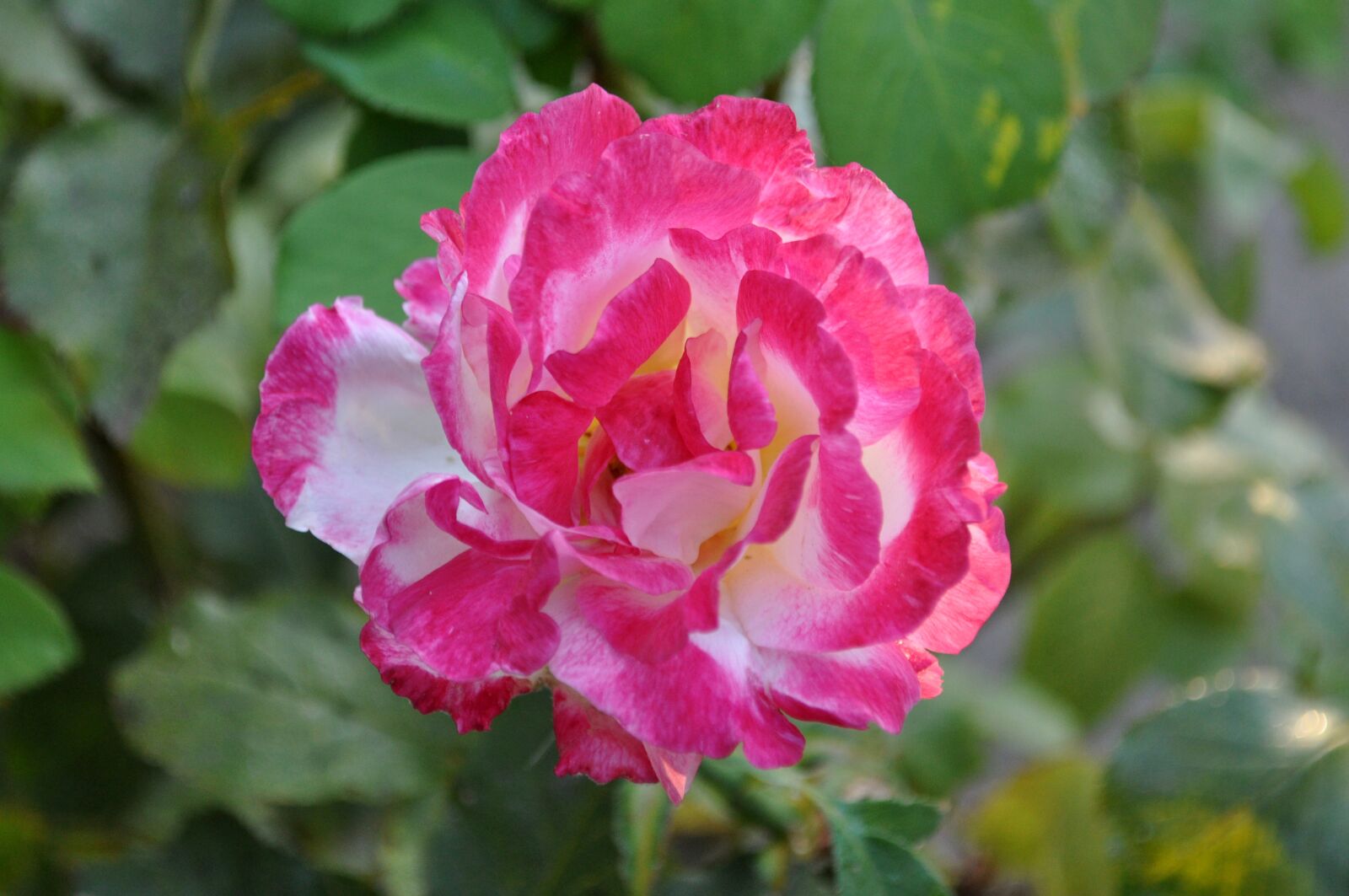 Nikon D5000 sample photo. Flower, blossom, plant photography