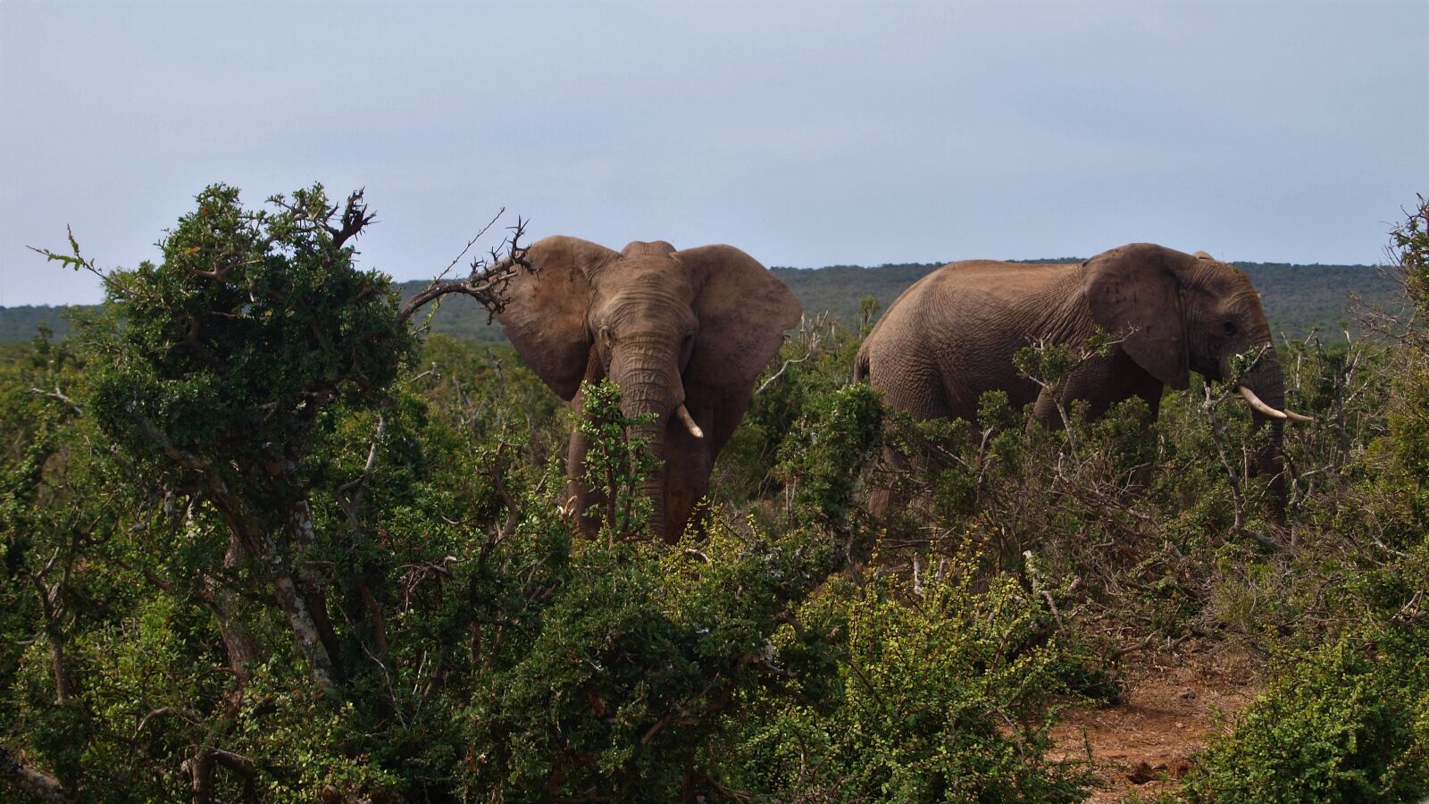Olympus E-420 (EVOLT E-420) sample photo. Elephant, animal, africa photography