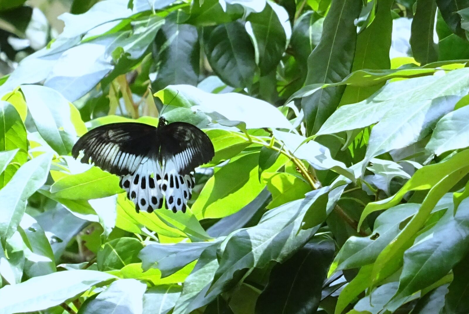 Sony DSC-HX60V sample photo. Butterfly, insect, blue mormon photography