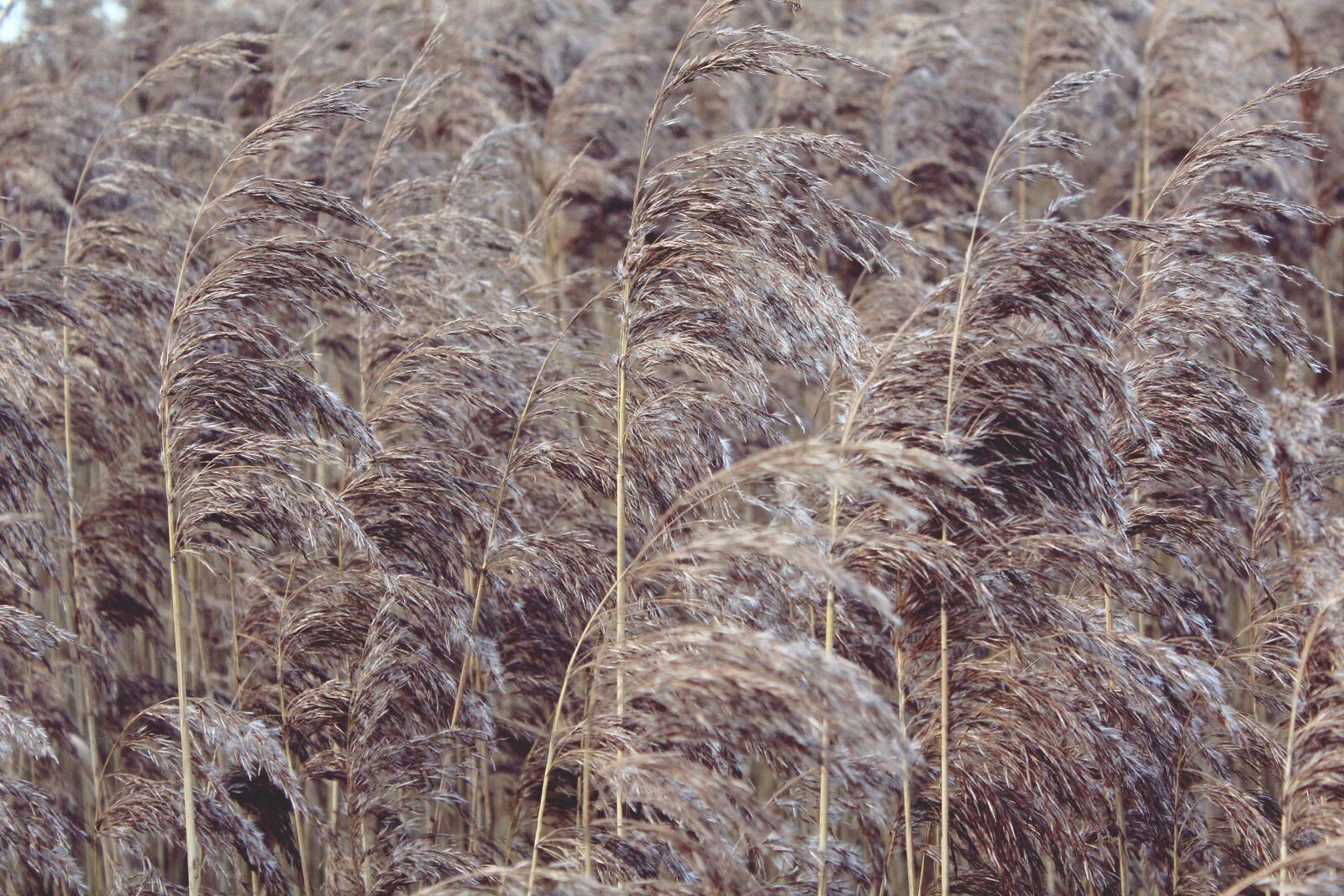 Canon EOS 1200D (EOS Rebel T5 / EOS Kiss X70 / EOS Hi) sample photo. Reed, nature, plant photography