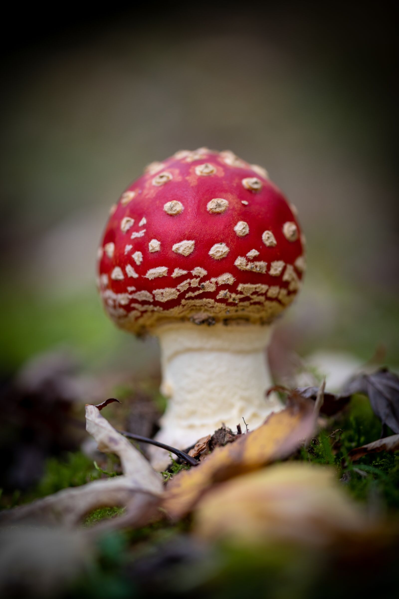 Nikon D750 sample photo. Mushroom, nature, red with photography