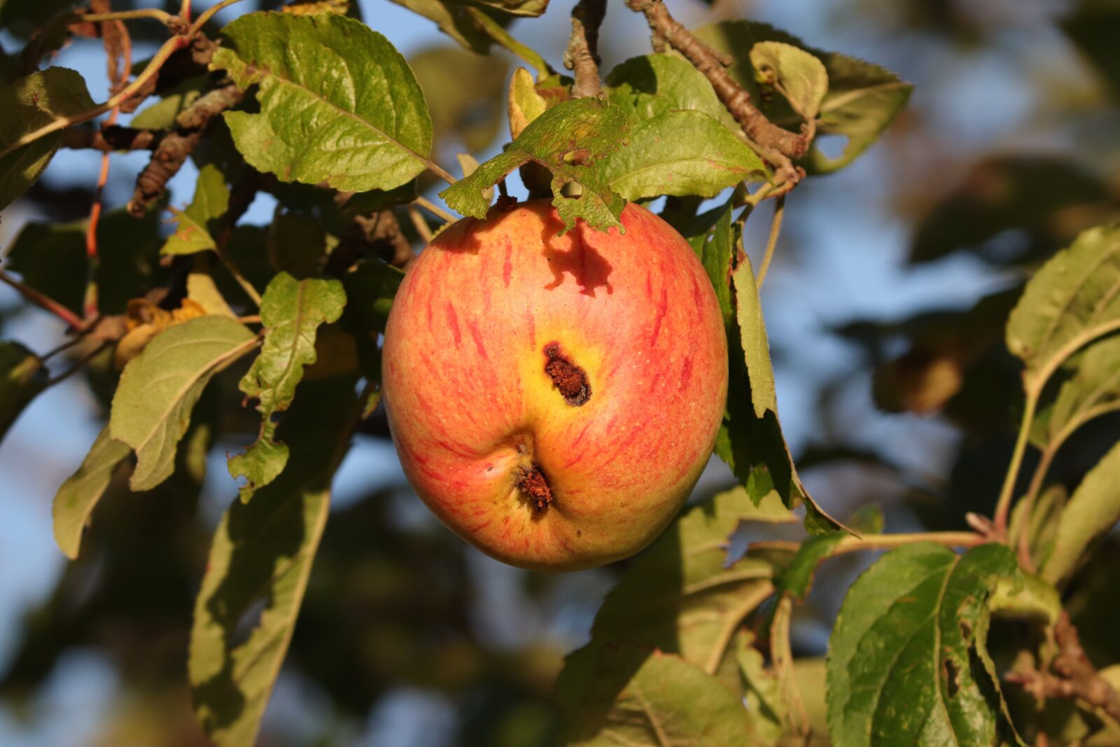 Canon EOS 200D (EOS Rebel SL2 / EOS Kiss X9) sample photo. Apple, red, depend photography