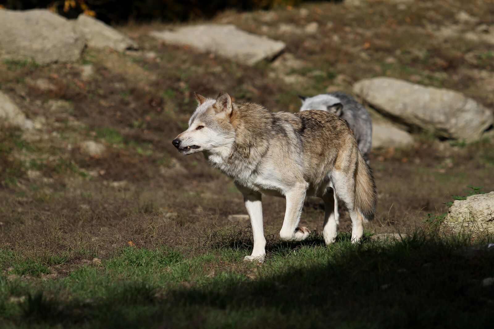 Canon EOS 7D + Canon EF 70-200mm F2.8L USM sample photo. Wolf, timberwolf, canada photography