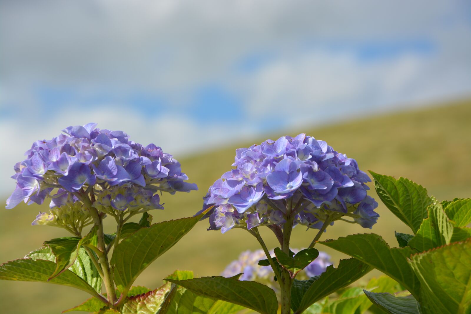 Nikon D5200 sample photo. Blue flowers, summer, summer photography