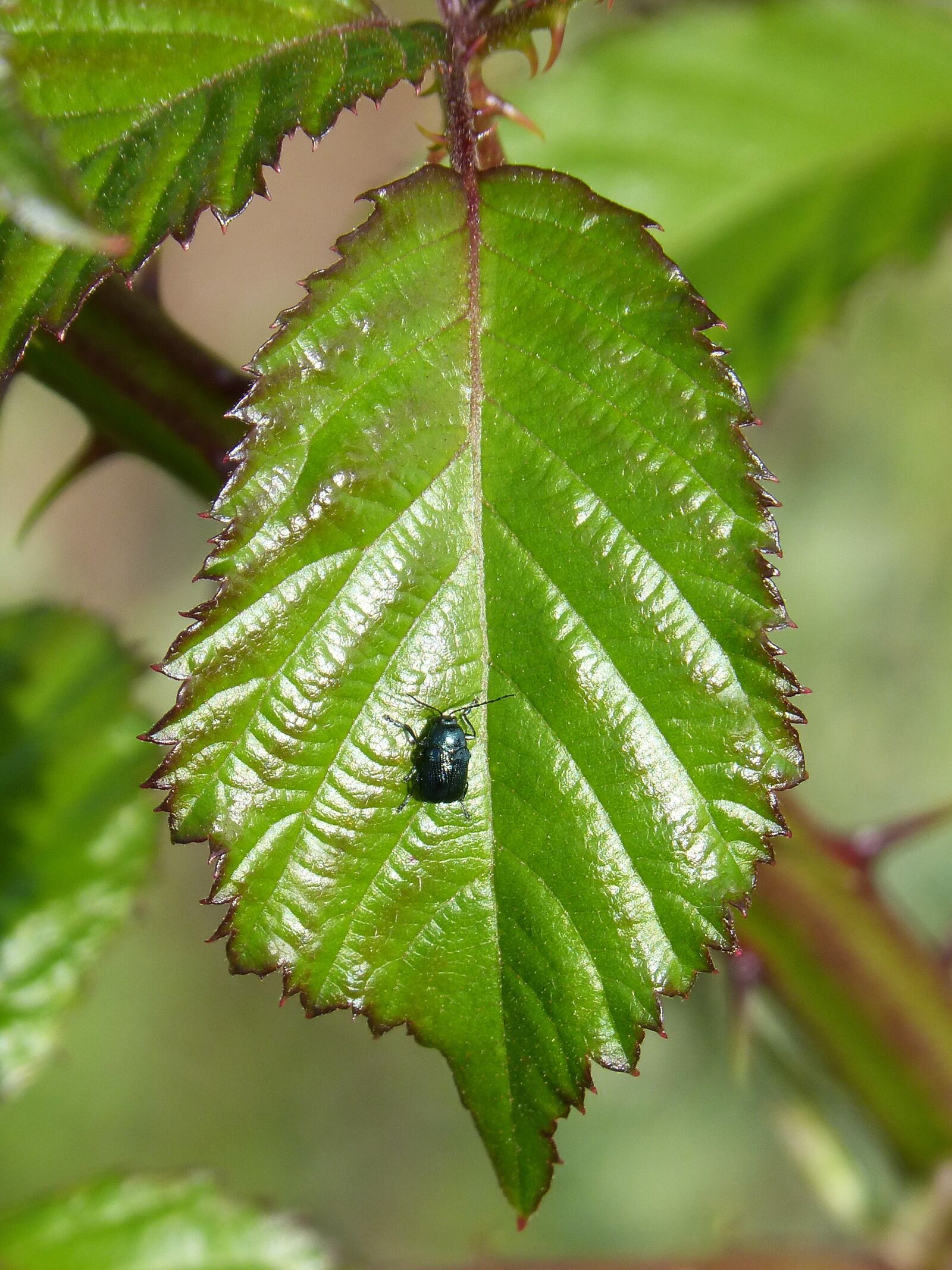 Panasonic DMC-FZ62 sample photo. Blackberry leaf, green beetle photography
