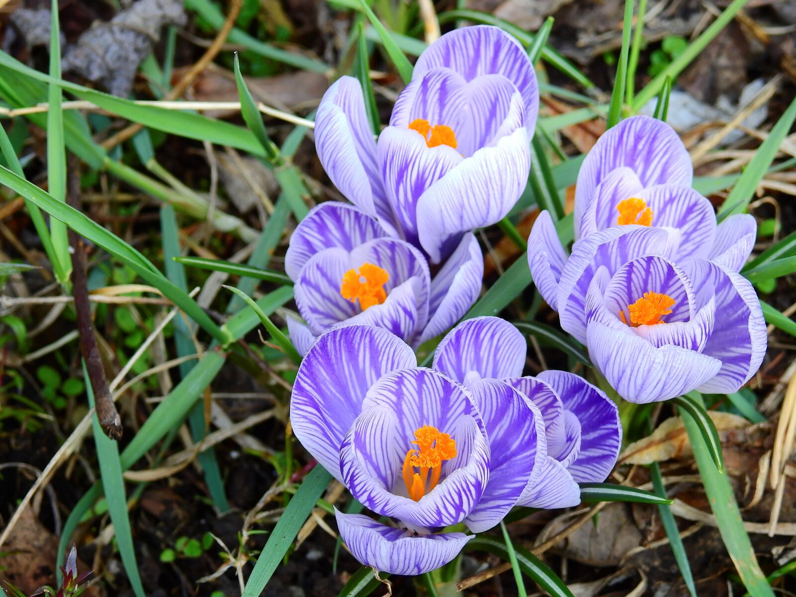 Nikon Coolpix P900 sample photo. Crocus, flower, blossom photography