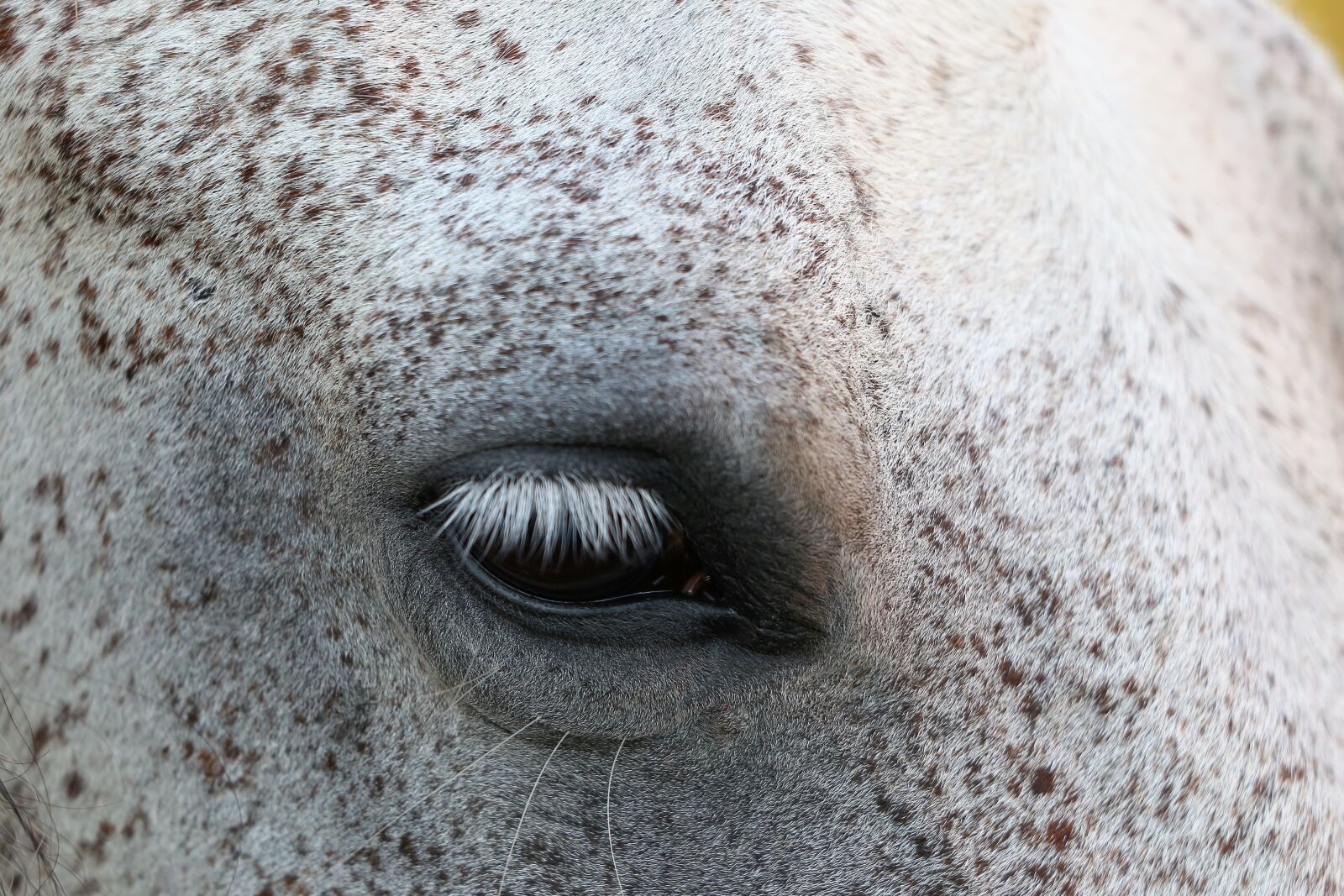 Canon EF 70-300 F4-5.6 IS II USM sample photo. Arabian horse, eye, head photography