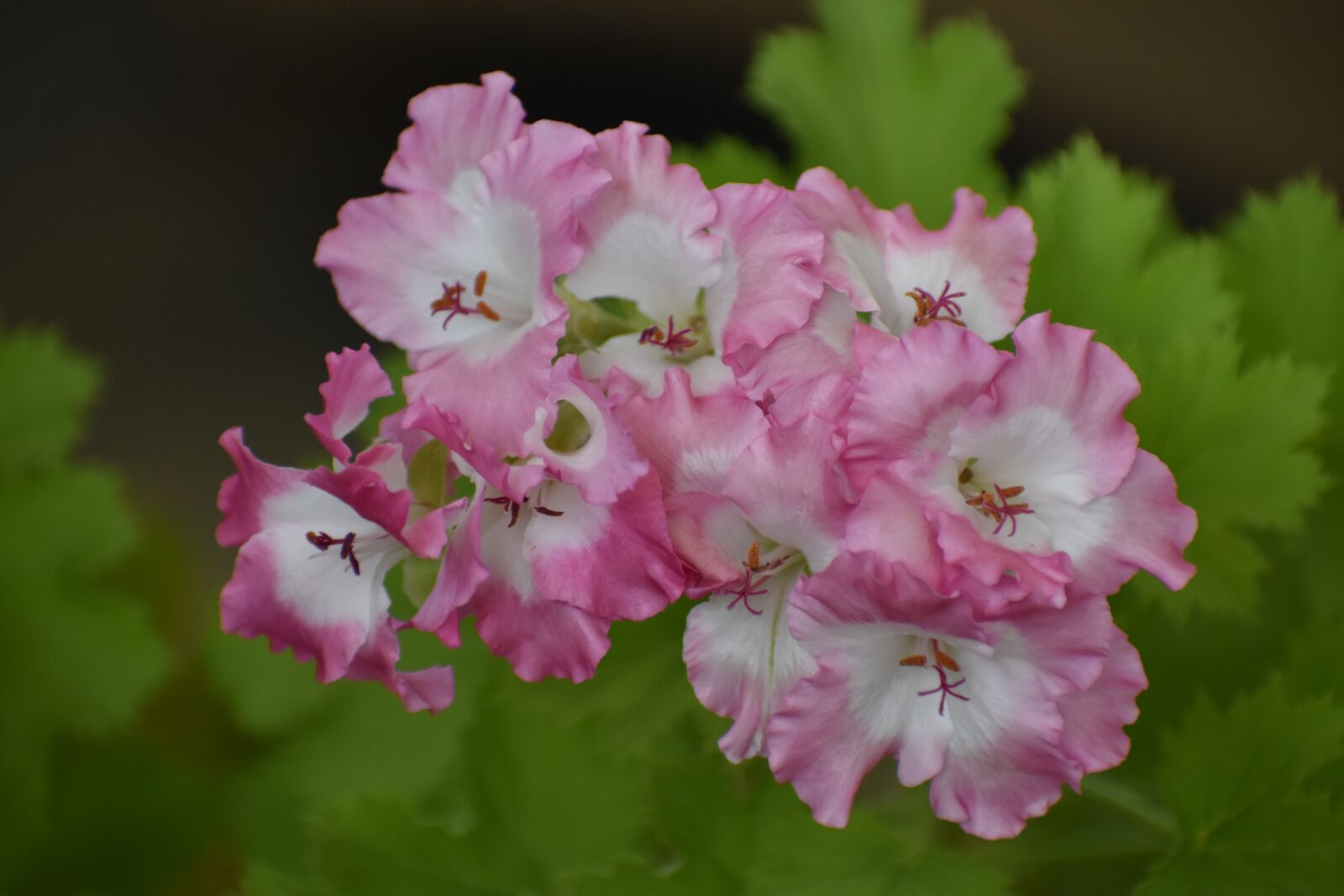 Nikon D3400 sample photo. Flower, home, bloom photography