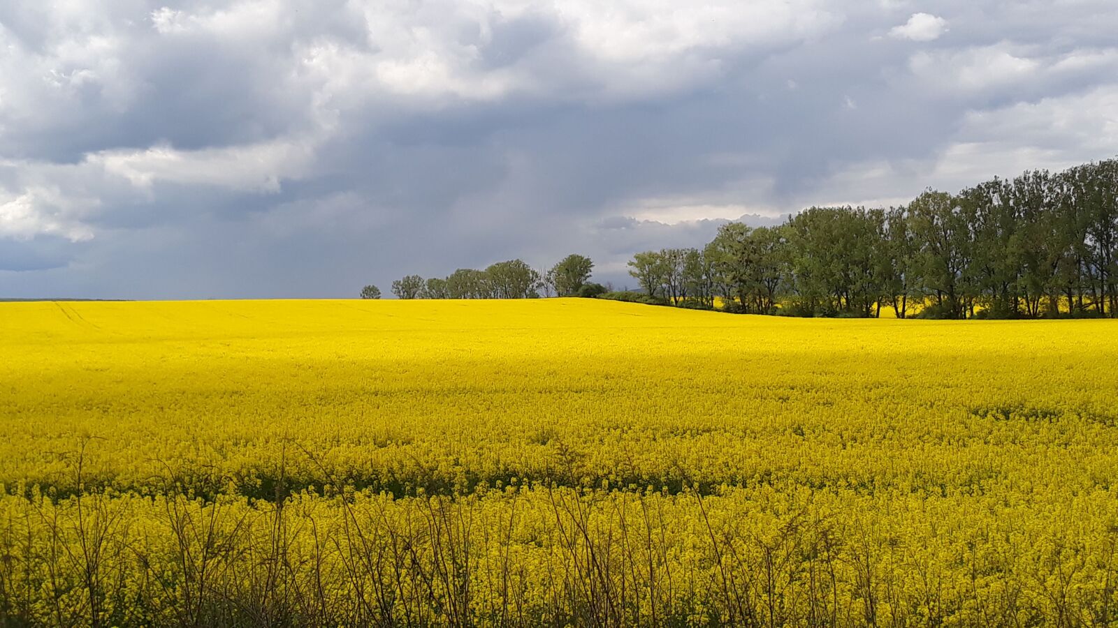 Samsung Galaxy J5 sample photo. Yellow, fields, nature photography