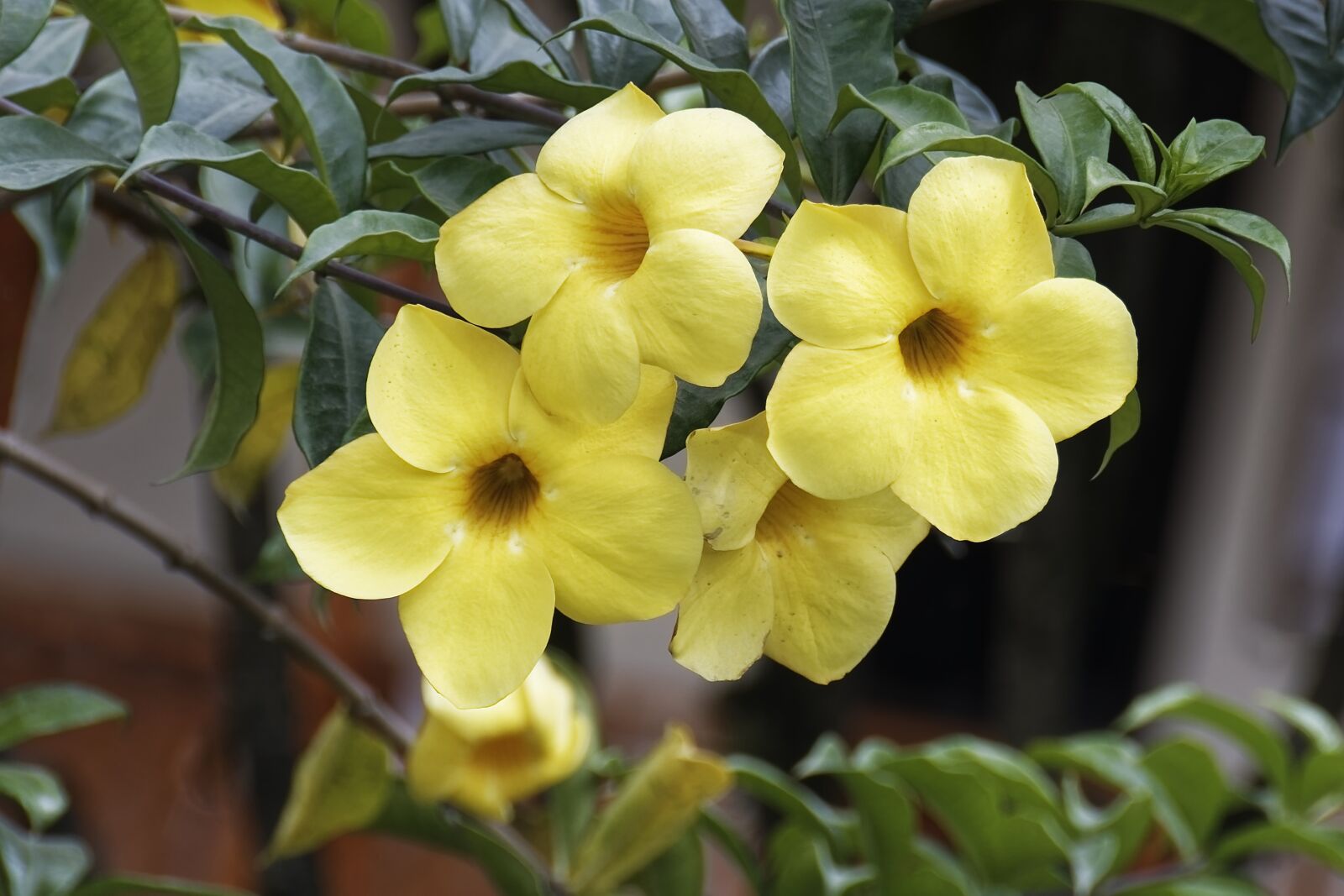 Nikon D500 sample photo. Colombia, tropics, plant photography