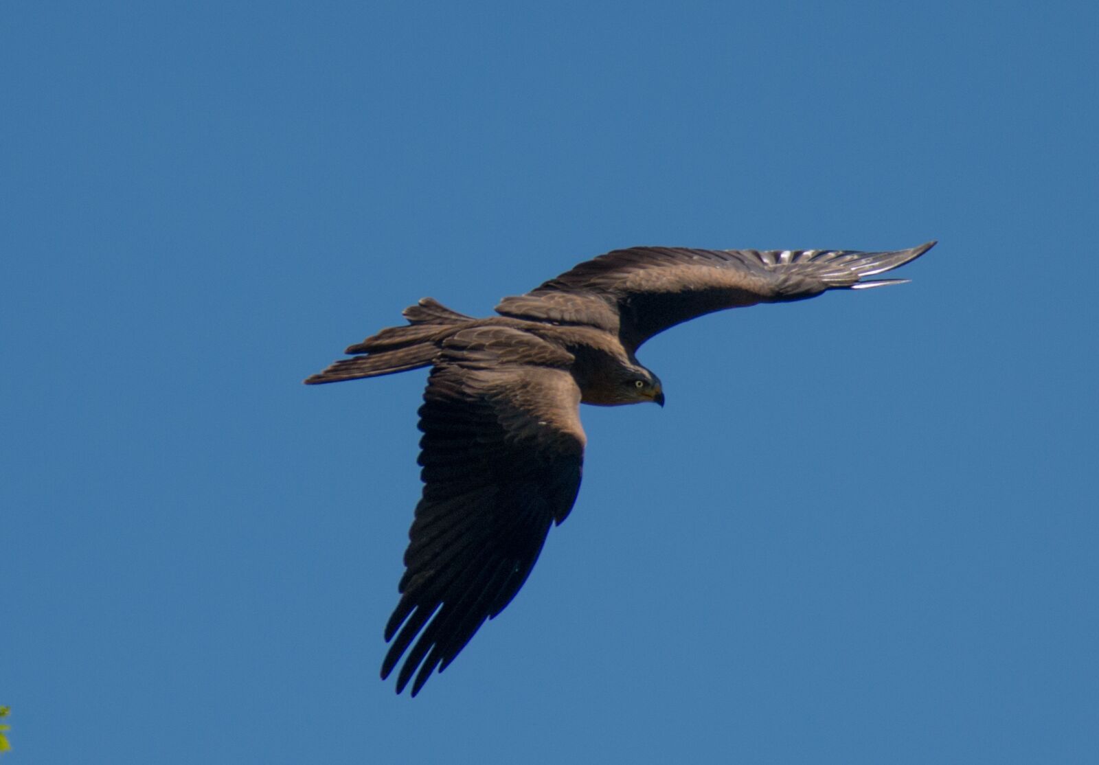 Nikon D800E sample photo. Raptor, bird, bird of photography