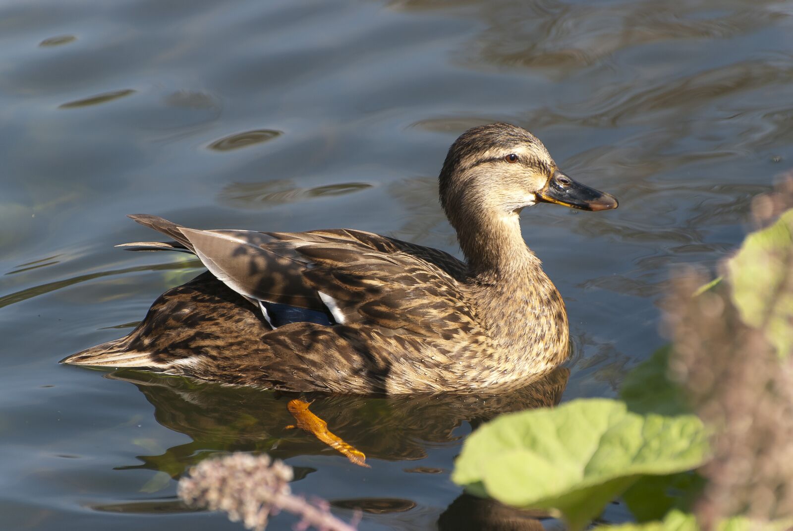 Nikon D80 sample photo. Ducks, park, pond photography