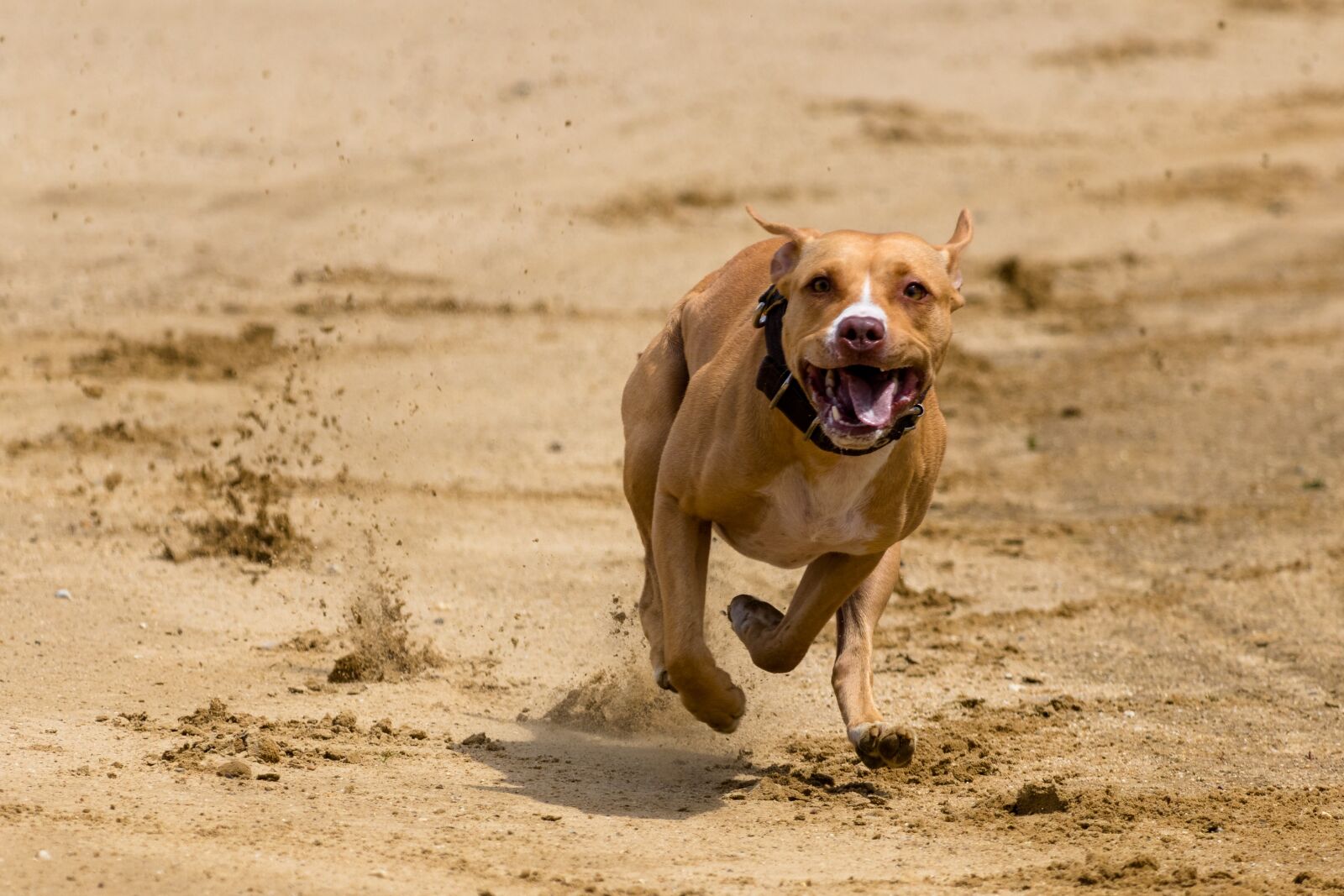 Canon EF 70-300 F4-5.6 IS II USM sample photo. Dog, runs, dog racing photography