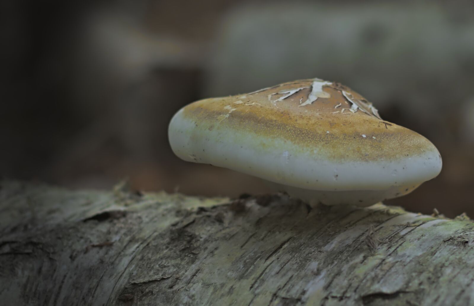 Canon EOS 800D (EOS Rebel T7i / EOS Kiss X9i) + Canon EF 50mm F1.8 STM sample photo. Mushroom, tree, nature photography
