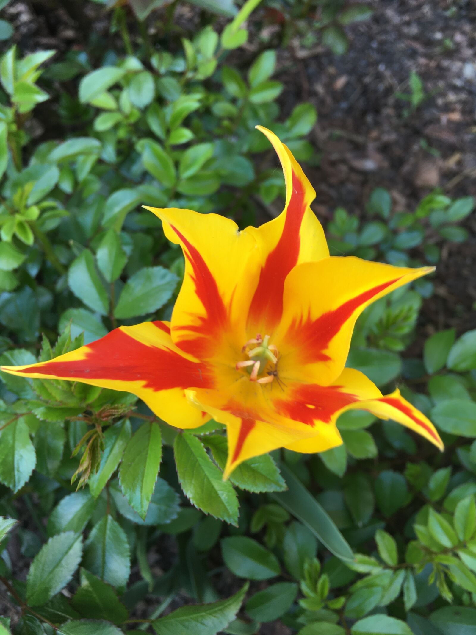 iPhone SE back camera 4.15mm f/2.2 sample photo. Tulip, flower, spring photography