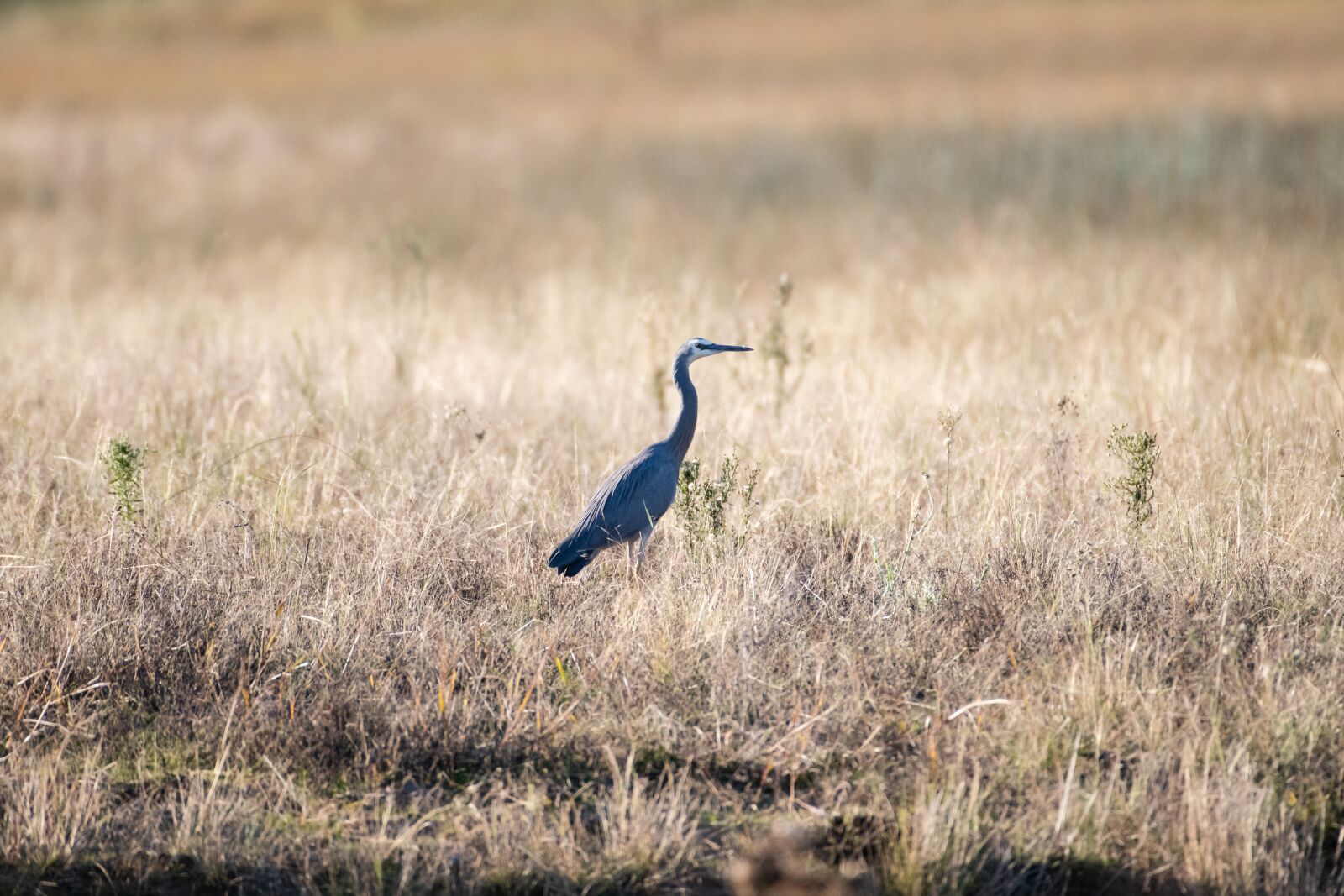Nikon D850 sample photo. White-faced heron, heron, bird photography