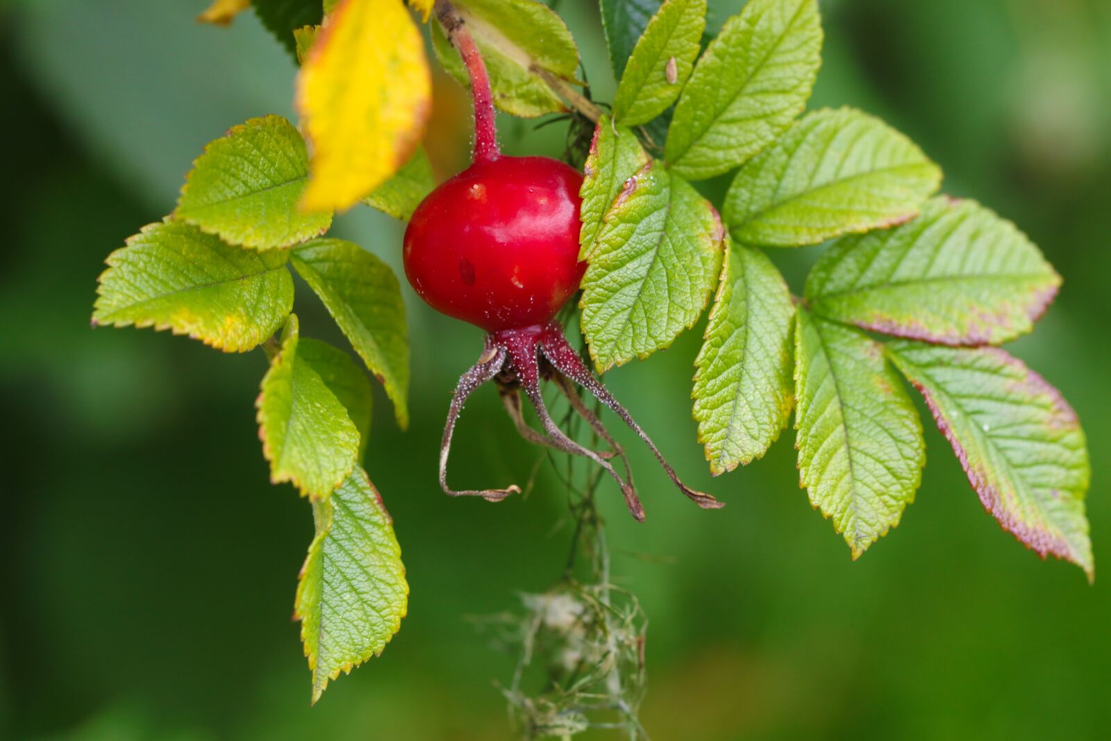Canon EOS 7D Mark II sample photo. Herb, rose-hip, plant photography