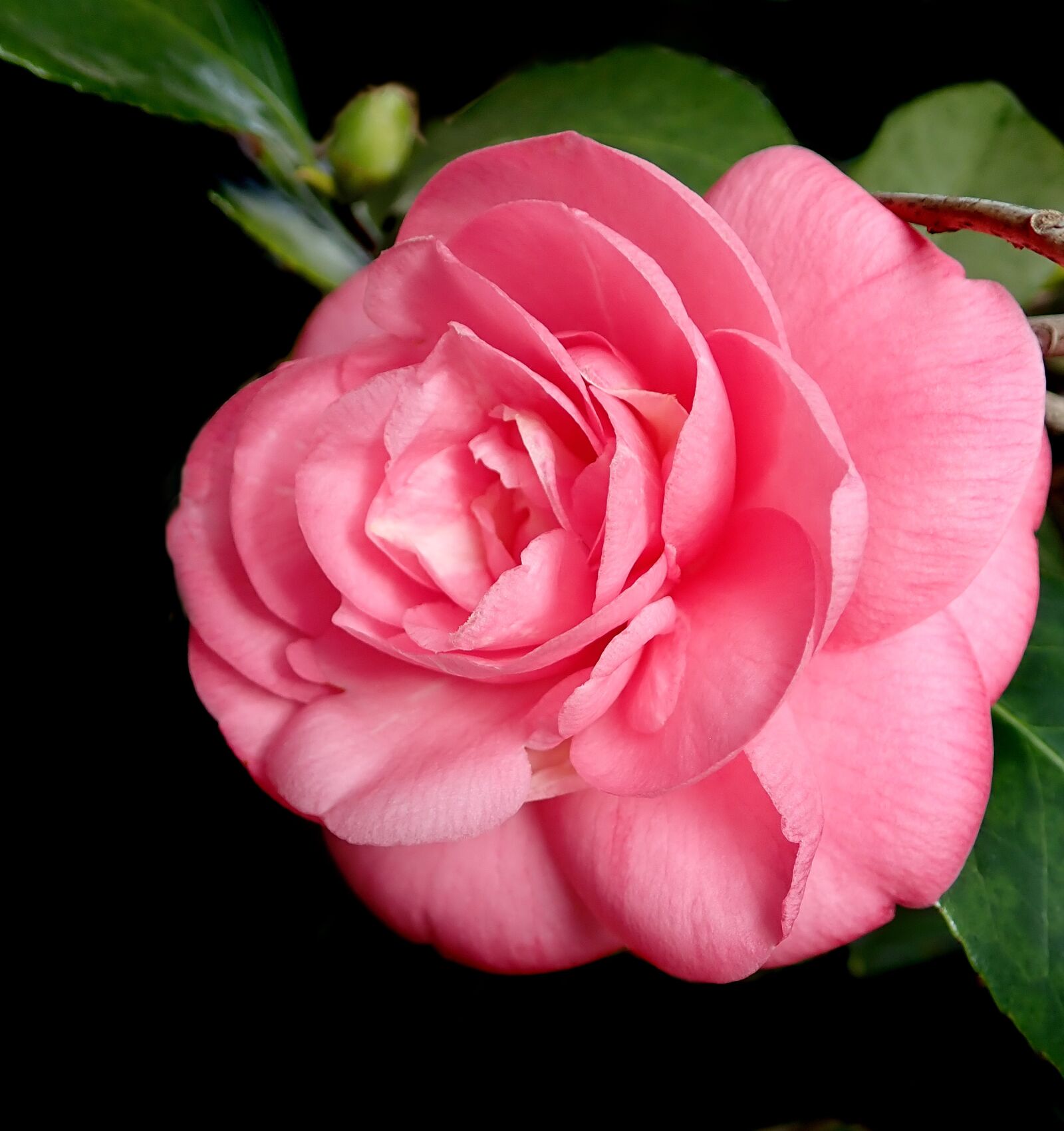 Olympus TG-5 sample photo. Flower, pink, camellia photography